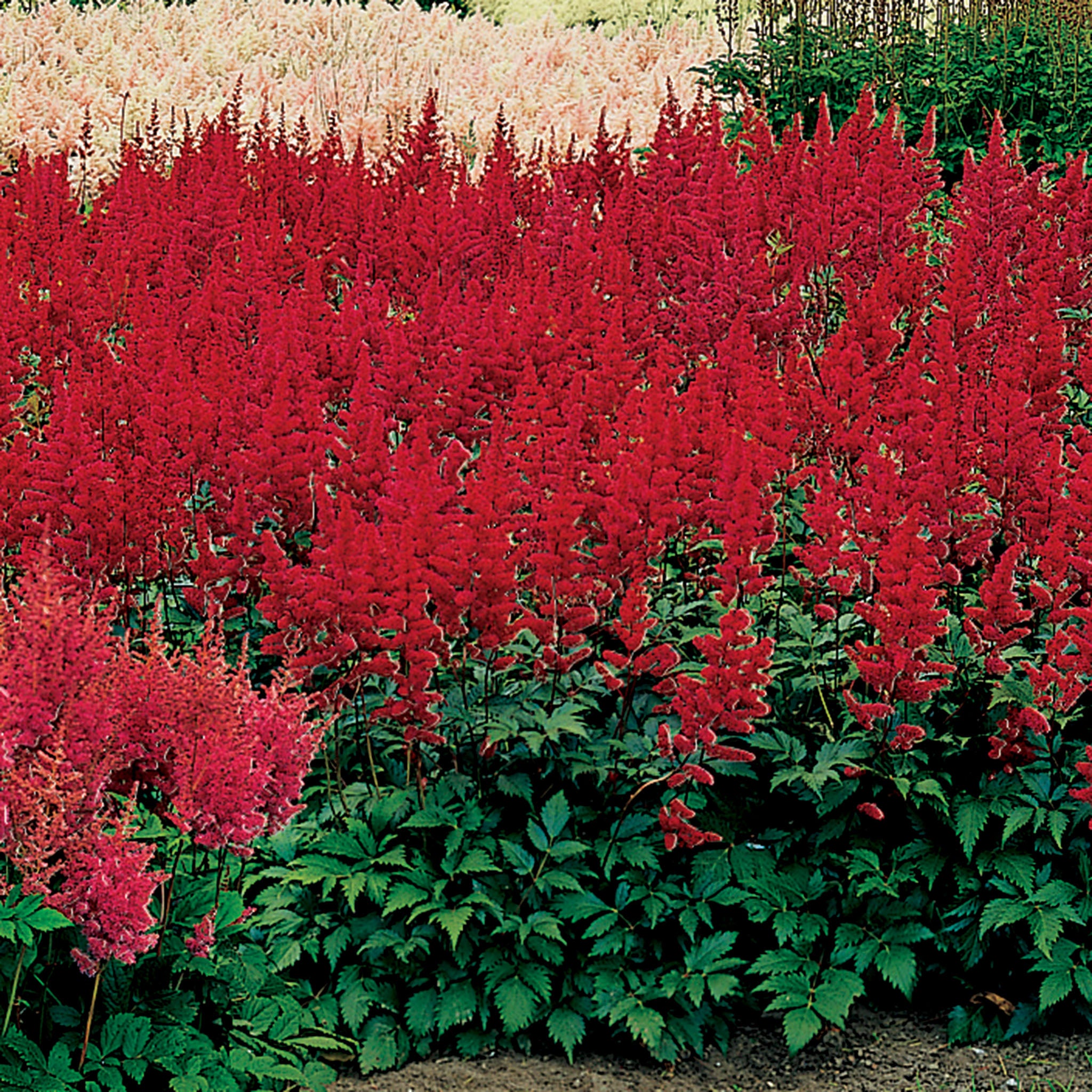 Astilbe, Montgomery