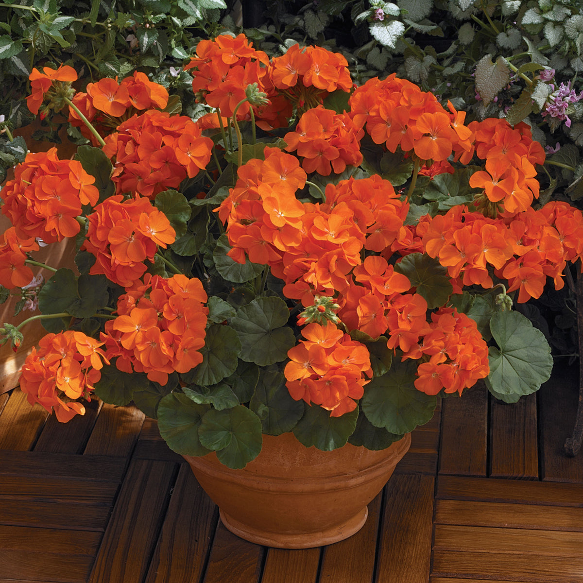 Geranium, Maverick™ Orange Hybrid