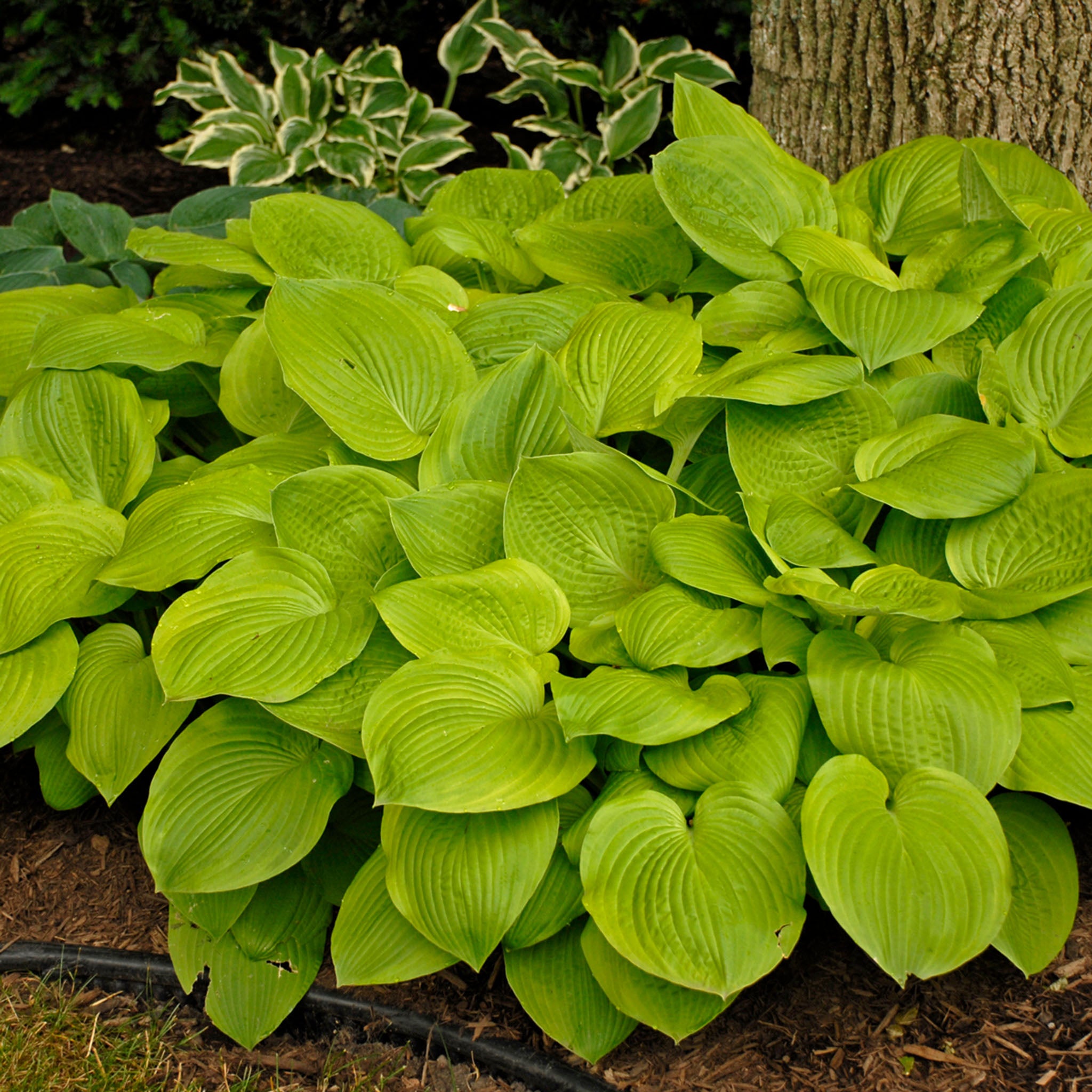 Hosta, August Moon
