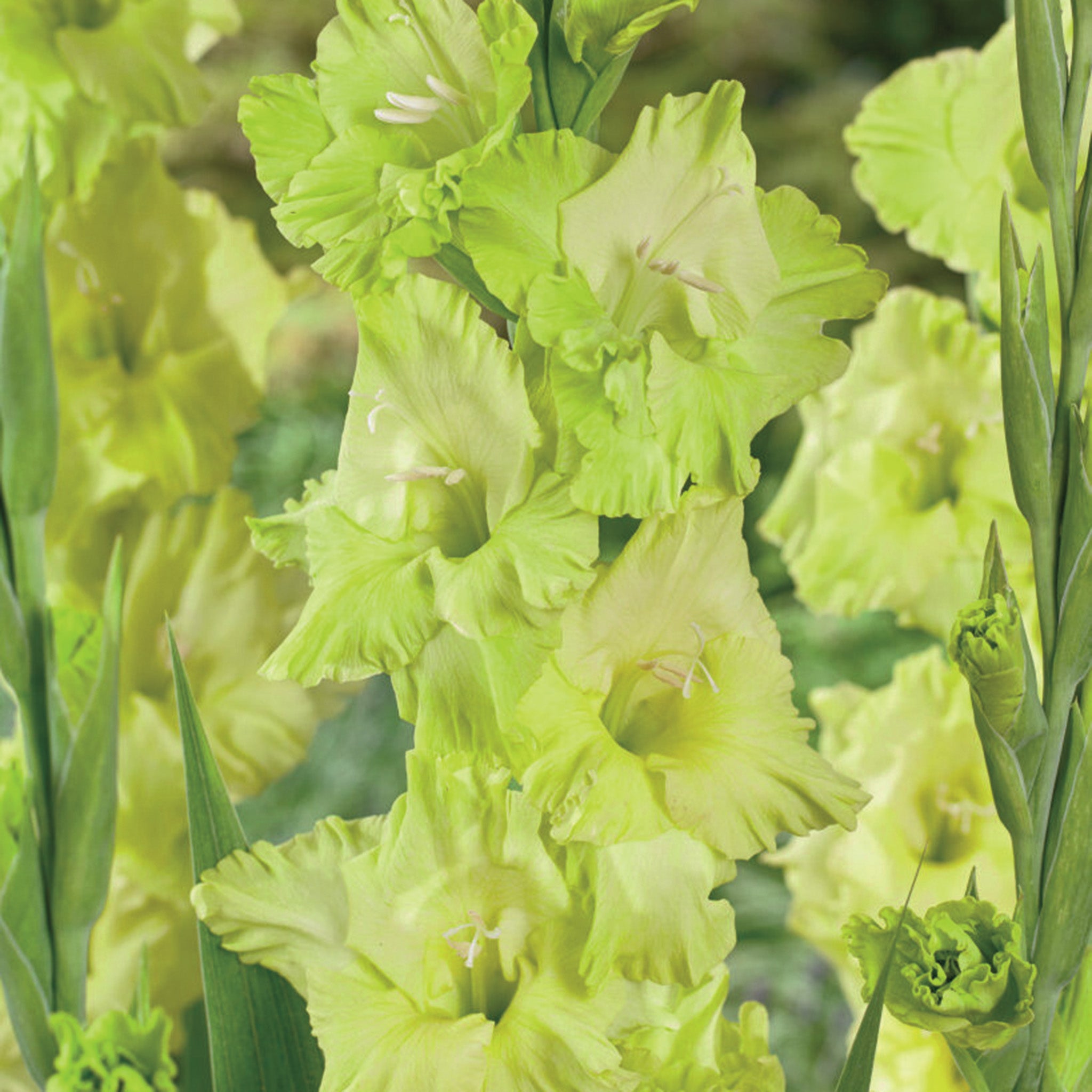 Gladiolus, Green Star, Pack of 5