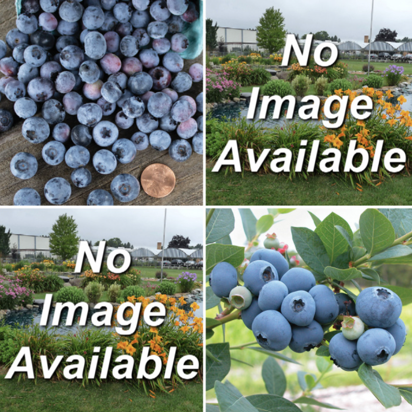 Northern Blueberry Offer #2