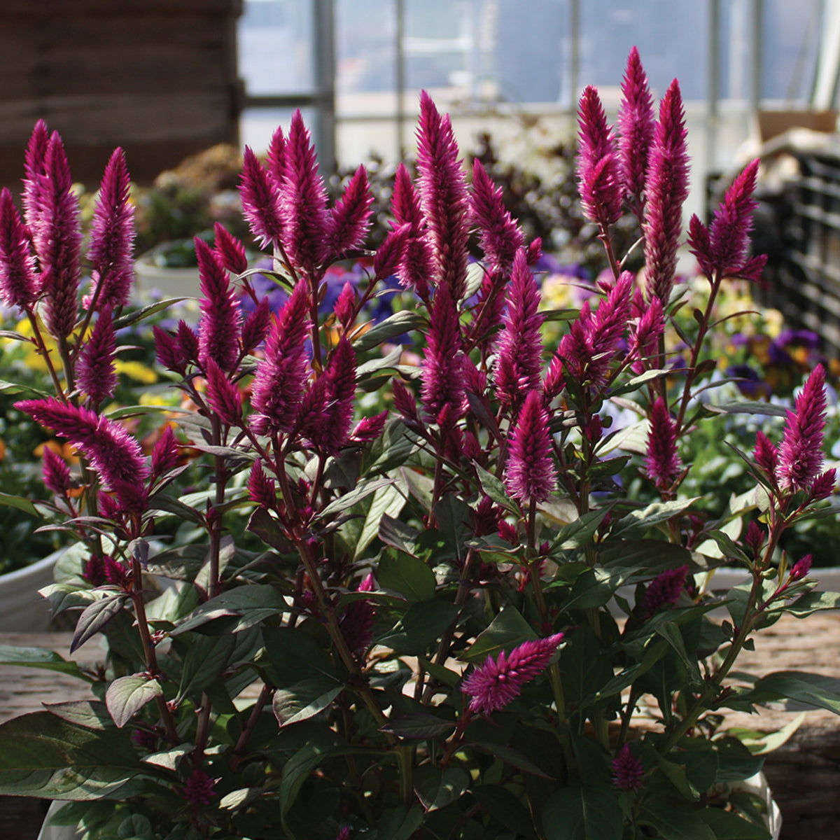Celosia, Asian Garden