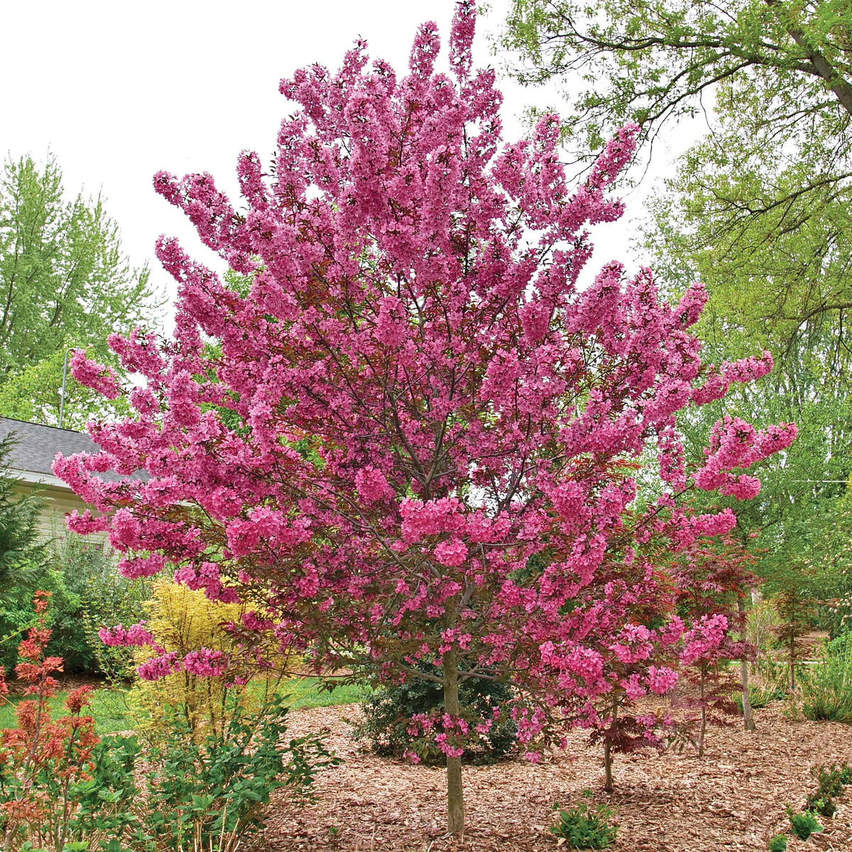 Crabapple, Flowering, Show Time™