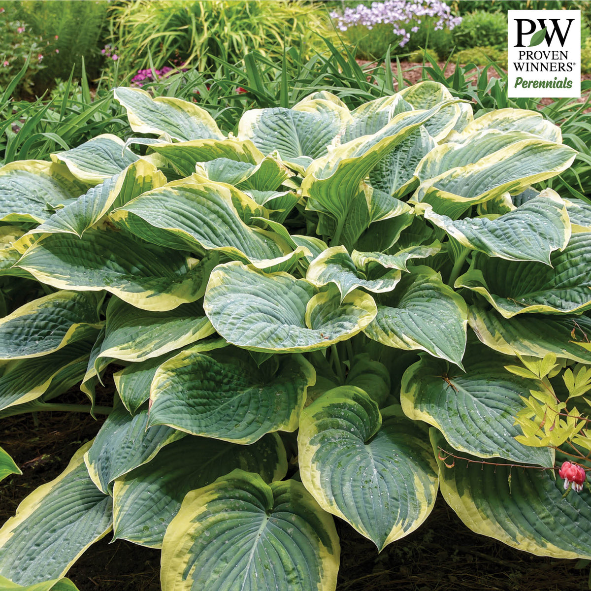 Hosta, Gigantosaurus