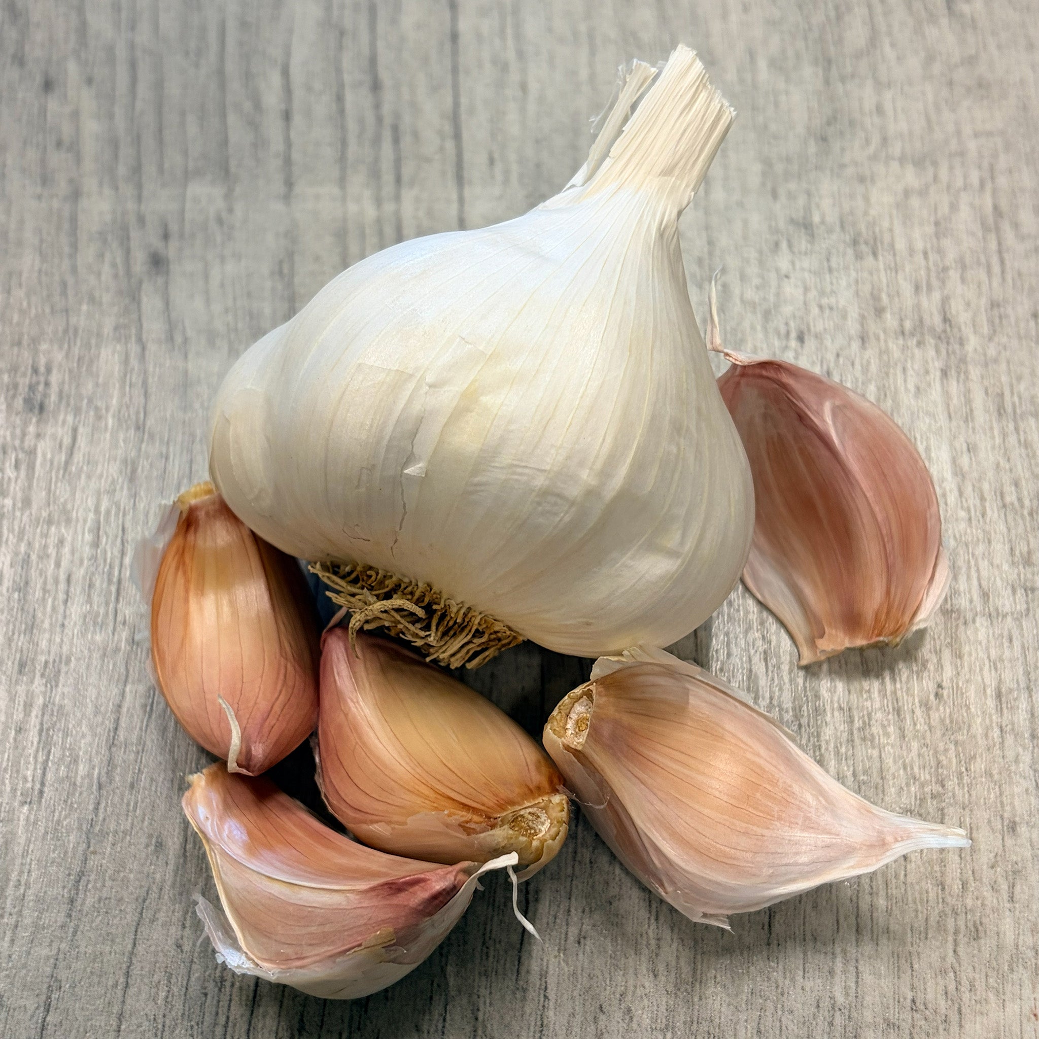Garlic, Nootka Rose, 1/2 Lb