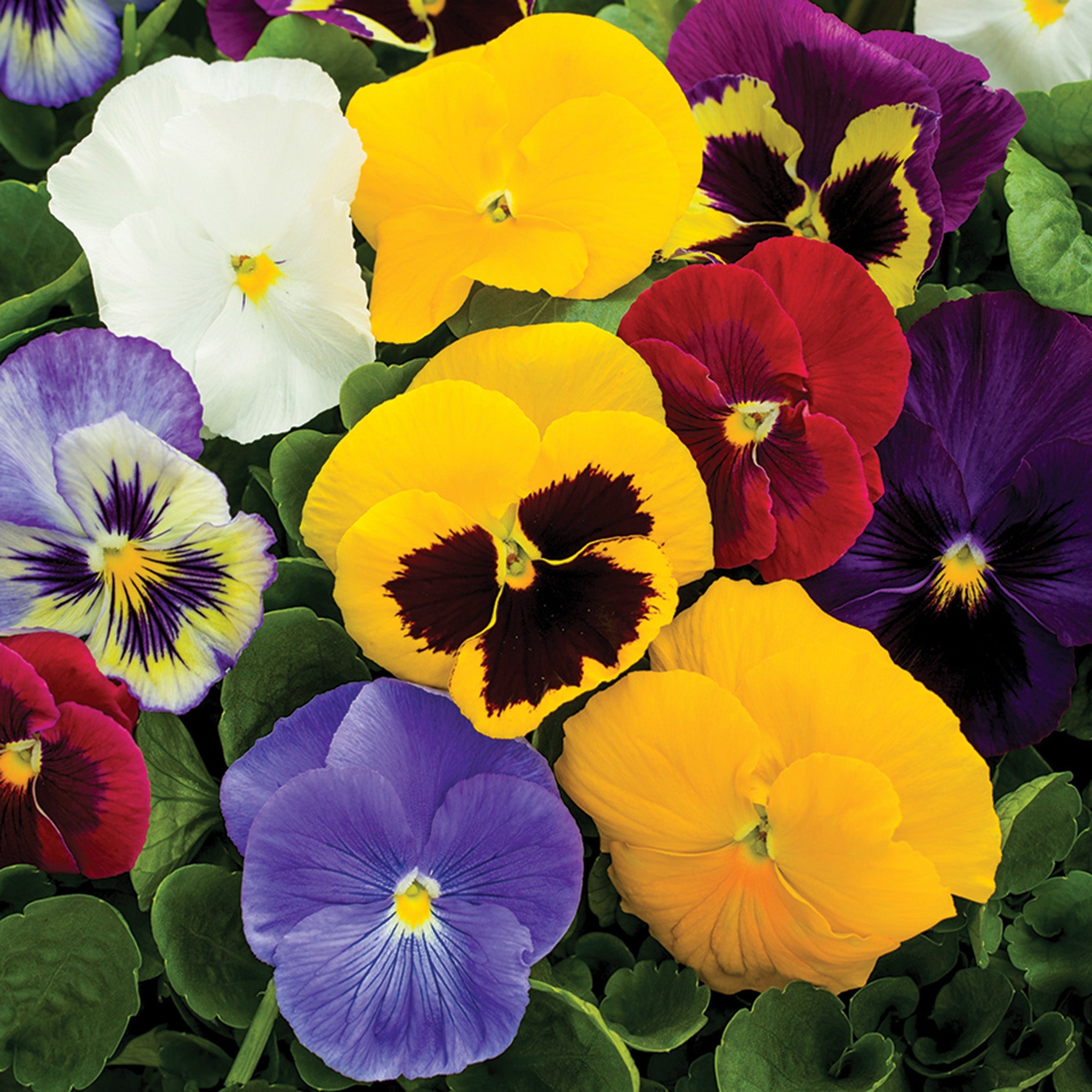 Pansy, Delta™ Speedy Mix