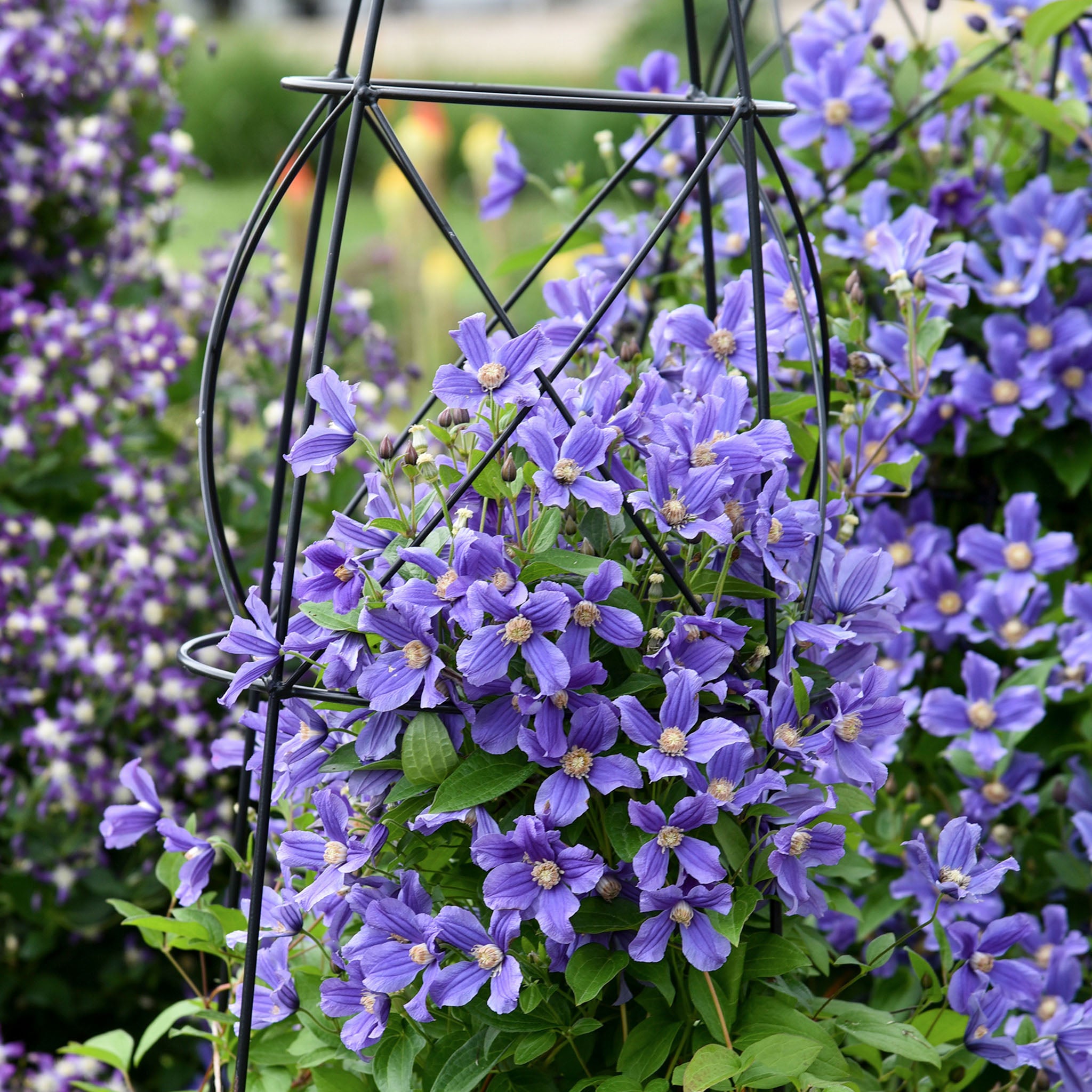 Clematis, Rain Dance