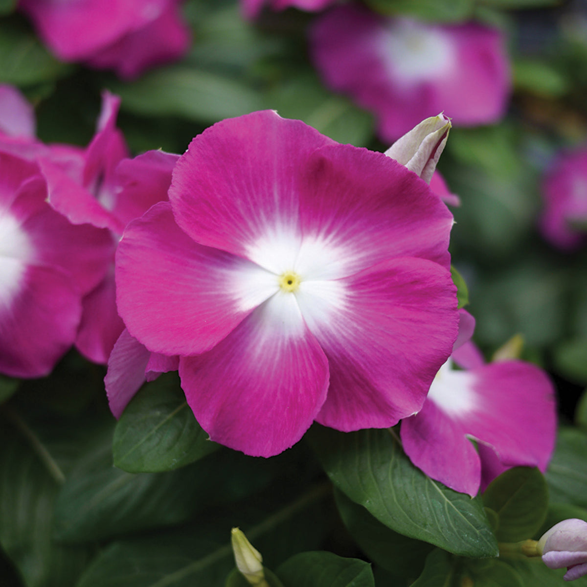 Vinca, Mega Bloom® Orchid Halo Hybrid