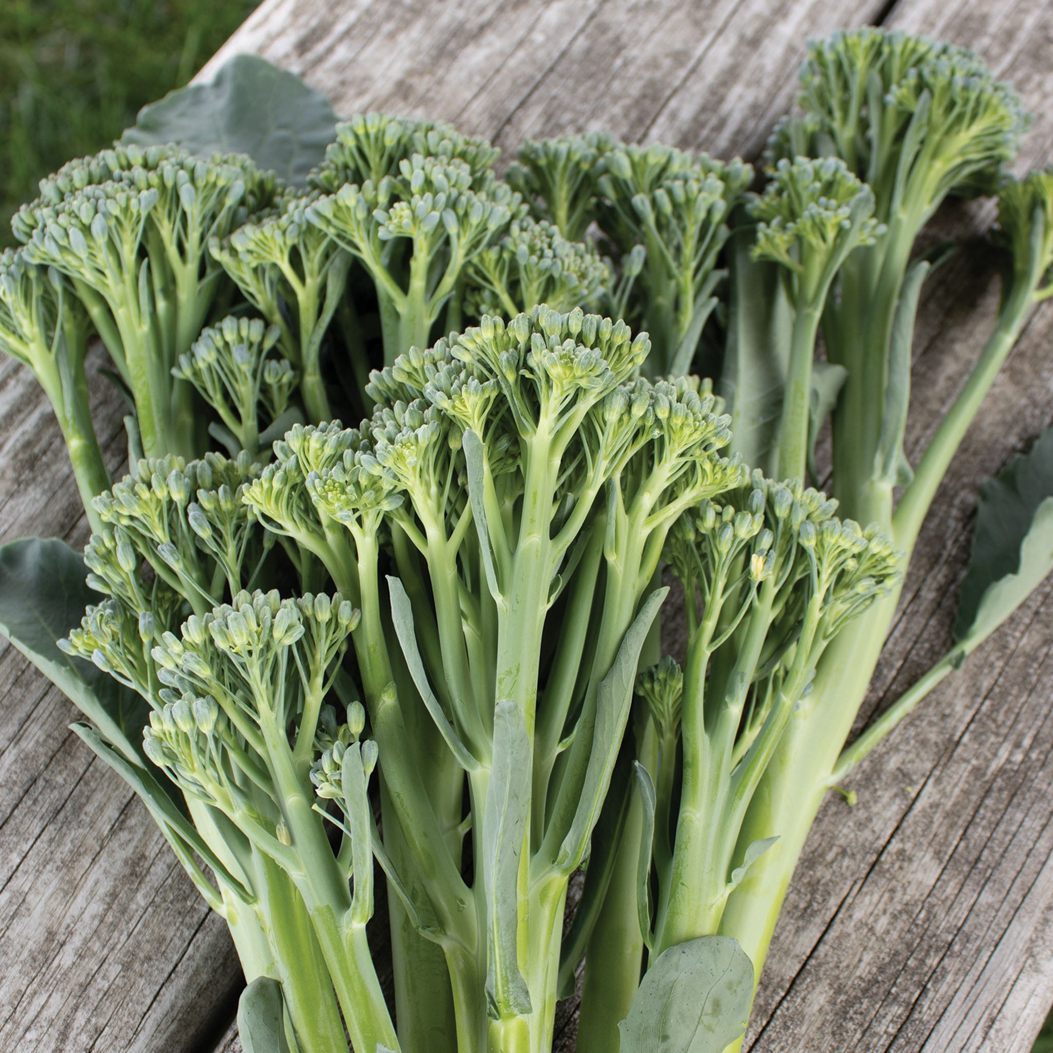 Broccoli, Aspabroc Hybrid
