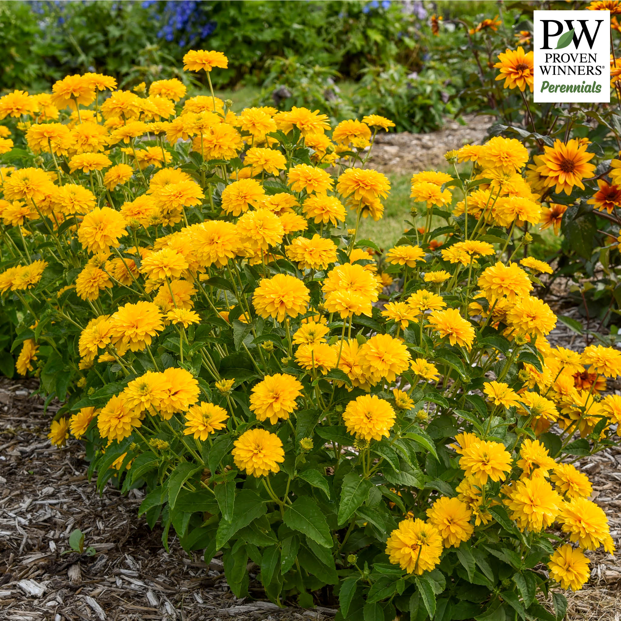 Heliopsis, Rays for Days