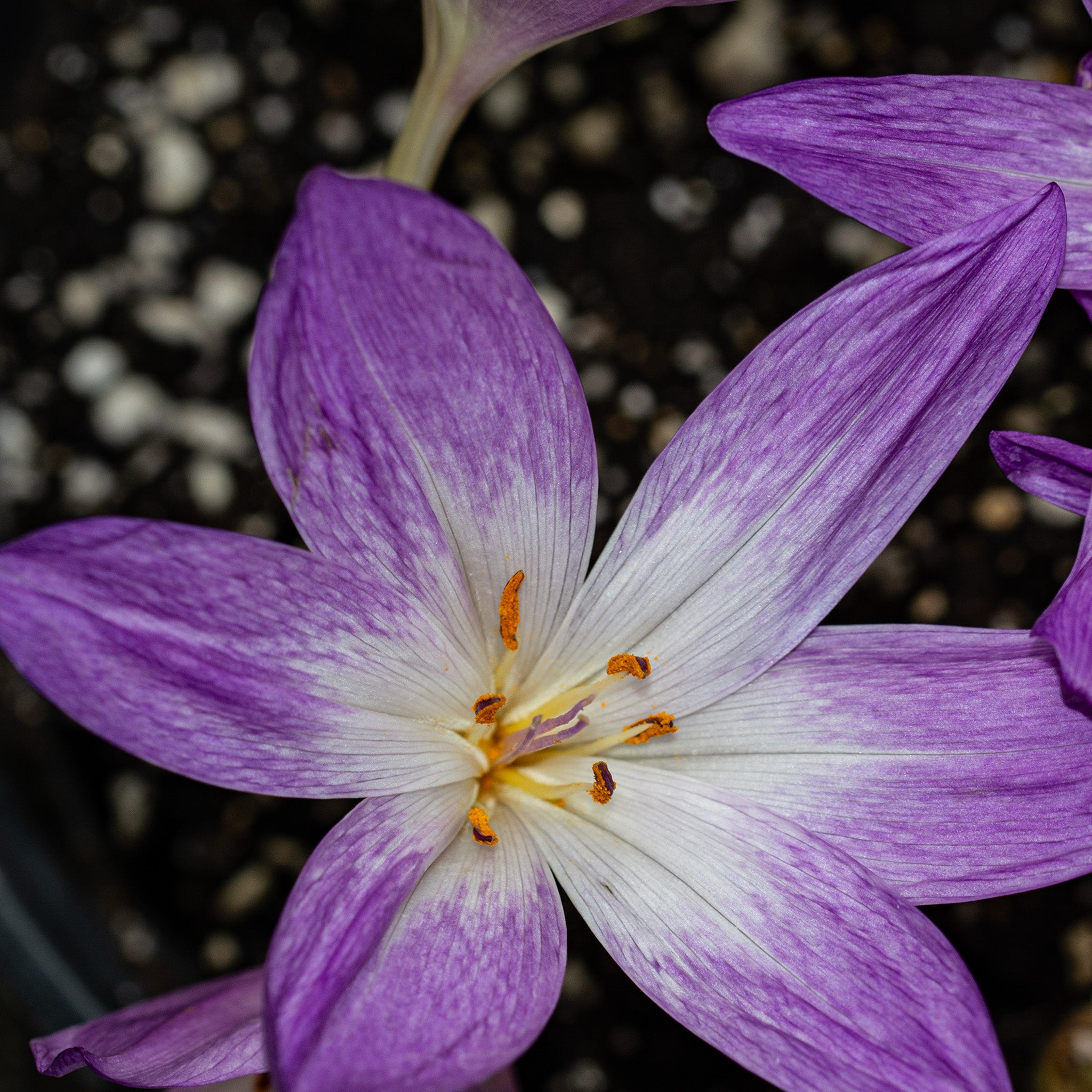Colchicum, The Giant, 3 Pack