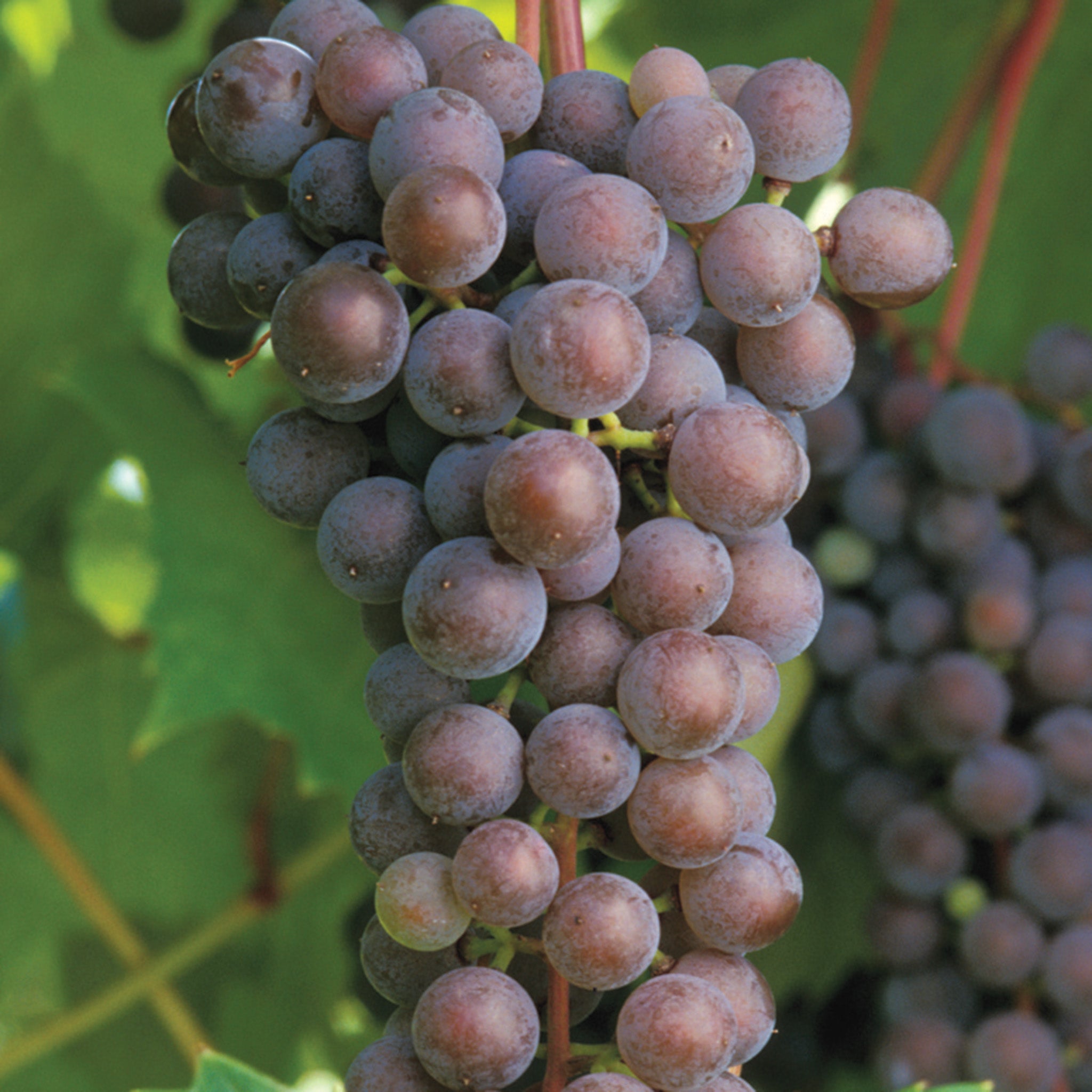 Grape, Frontenac Gris