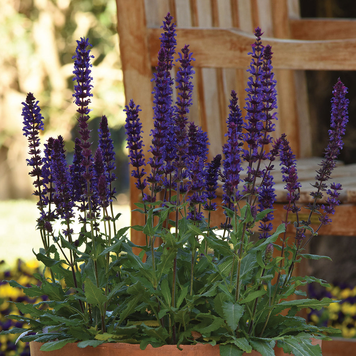 Salvia, Salvatore Blue