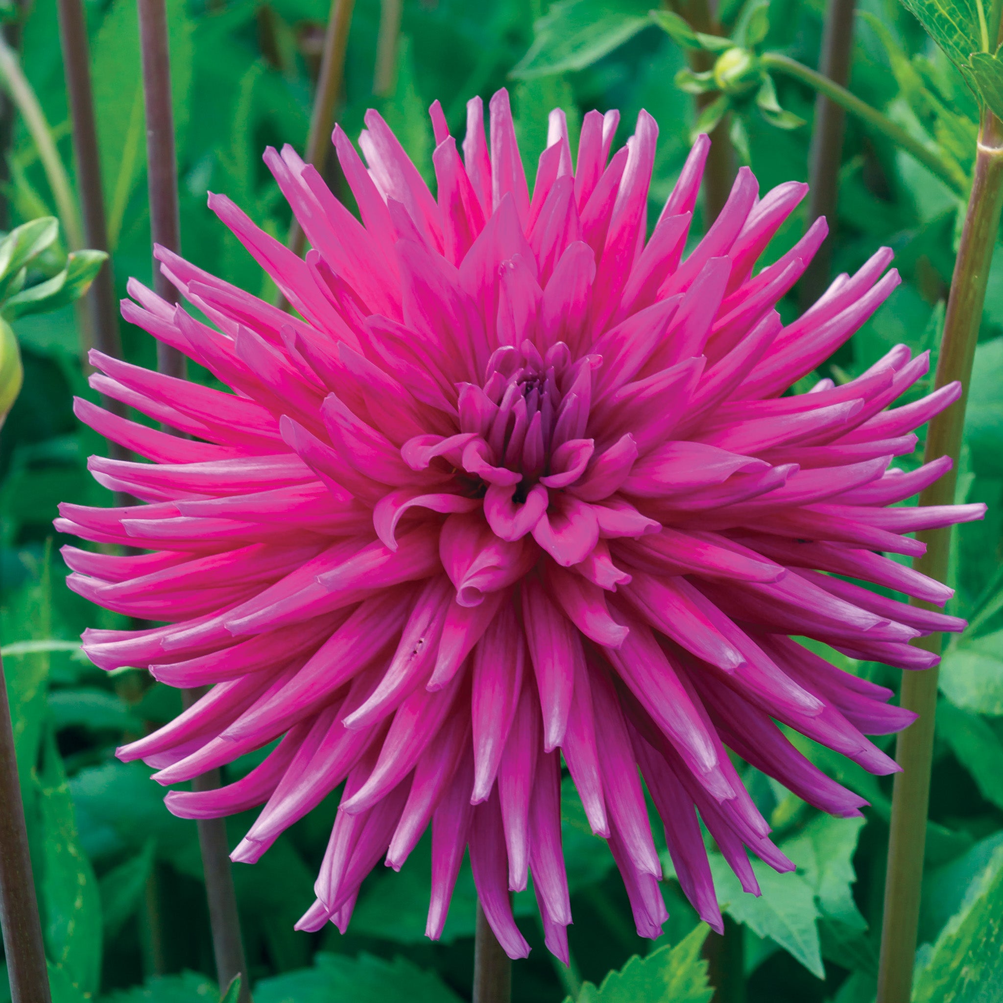 Dahlia, Purple Gem