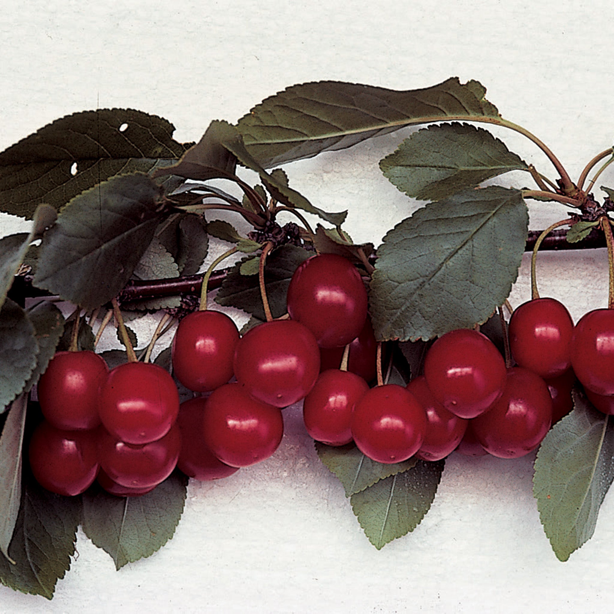 Cherry, Meteor