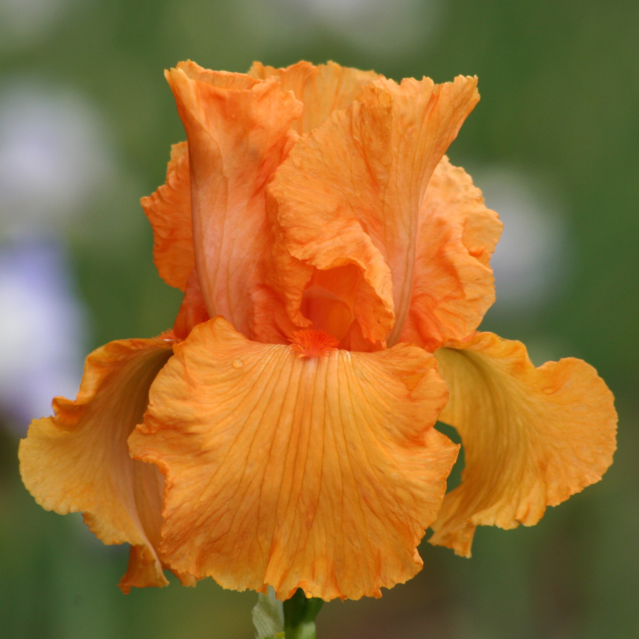 Iris, Bearded, Coup de Soleil