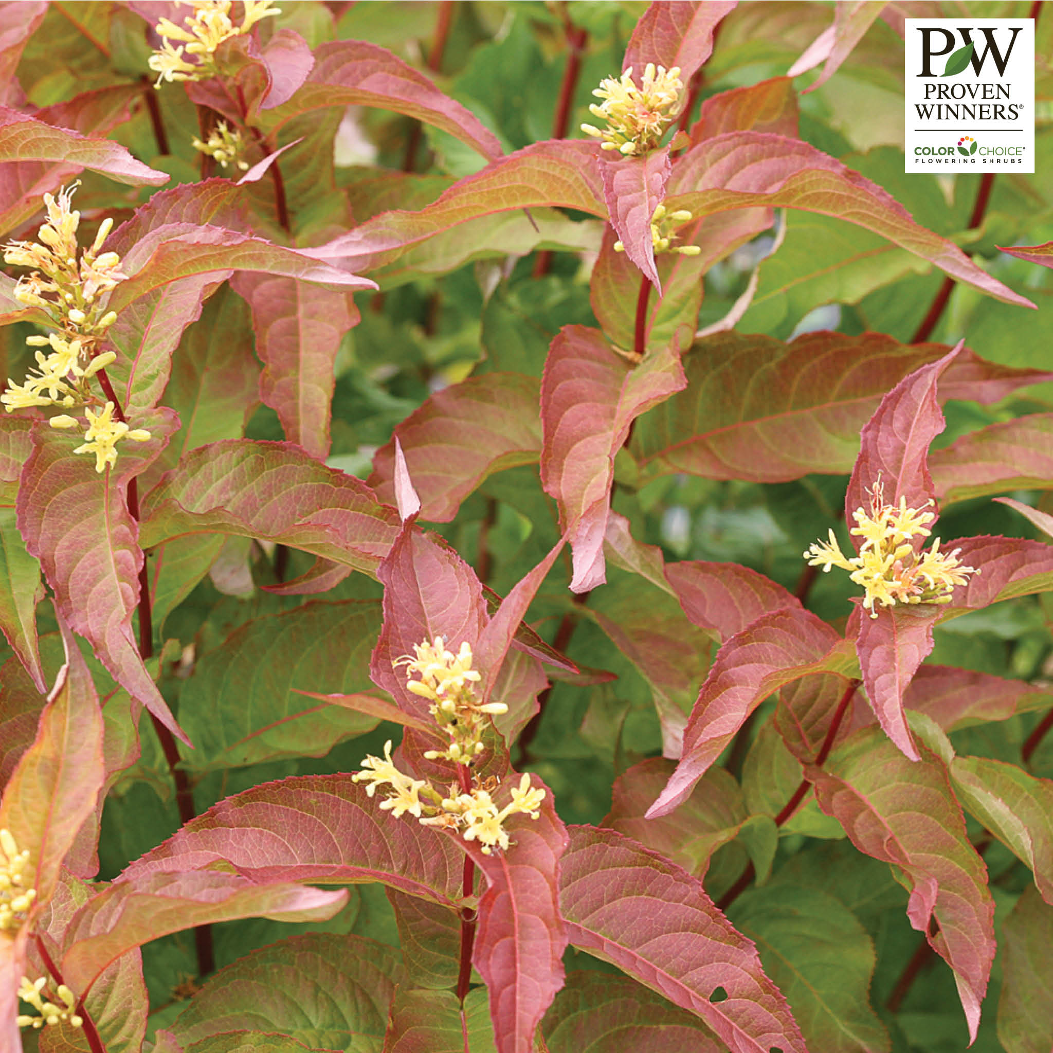 Honeysuckle, Kodiak® Orange