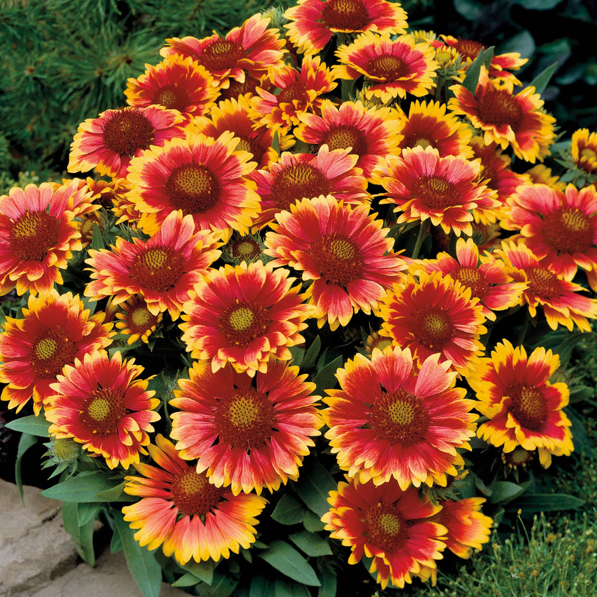 Gaillardia, Arizona Sun