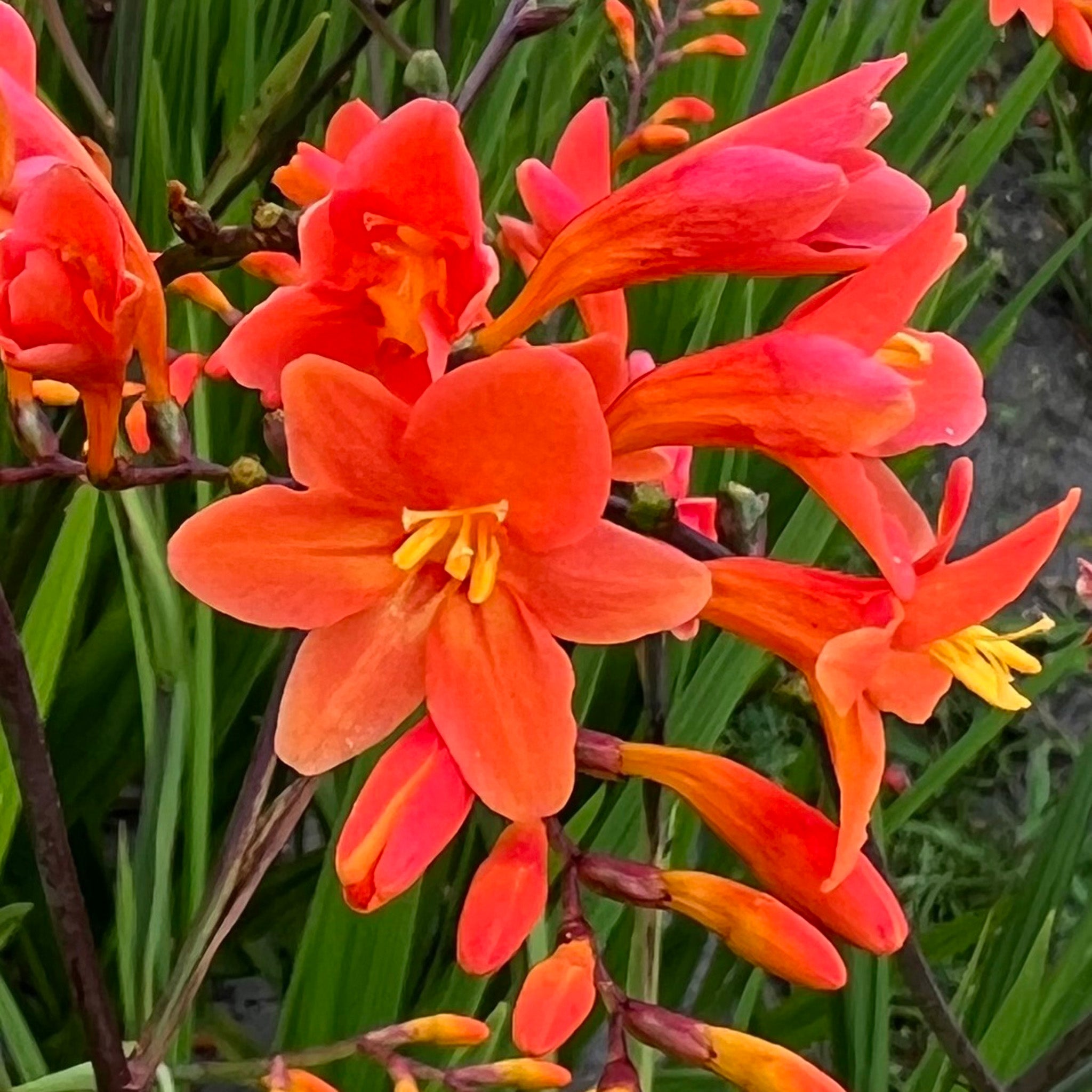 Crocosmia, Peach Melba