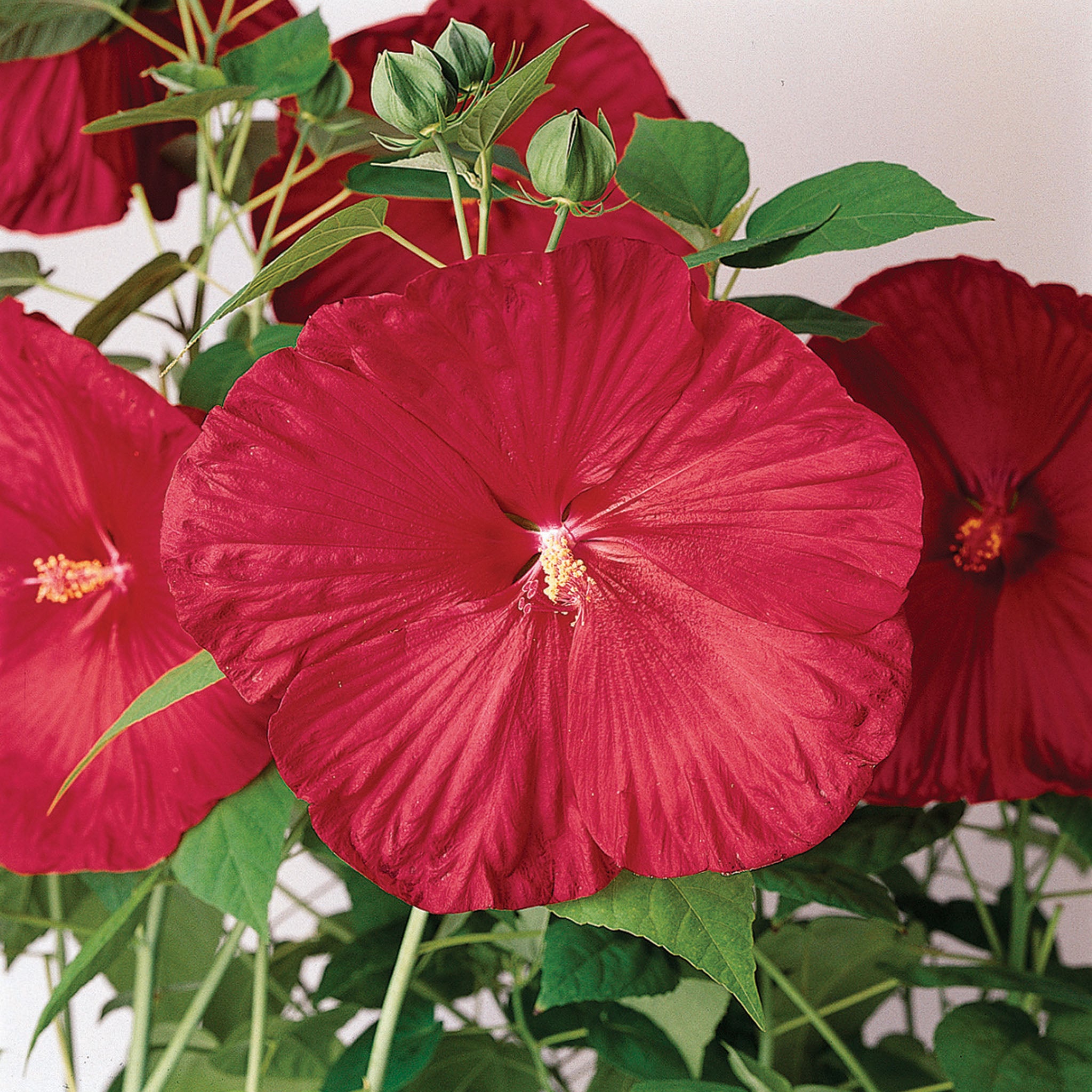 Hibiscus, Luna Red