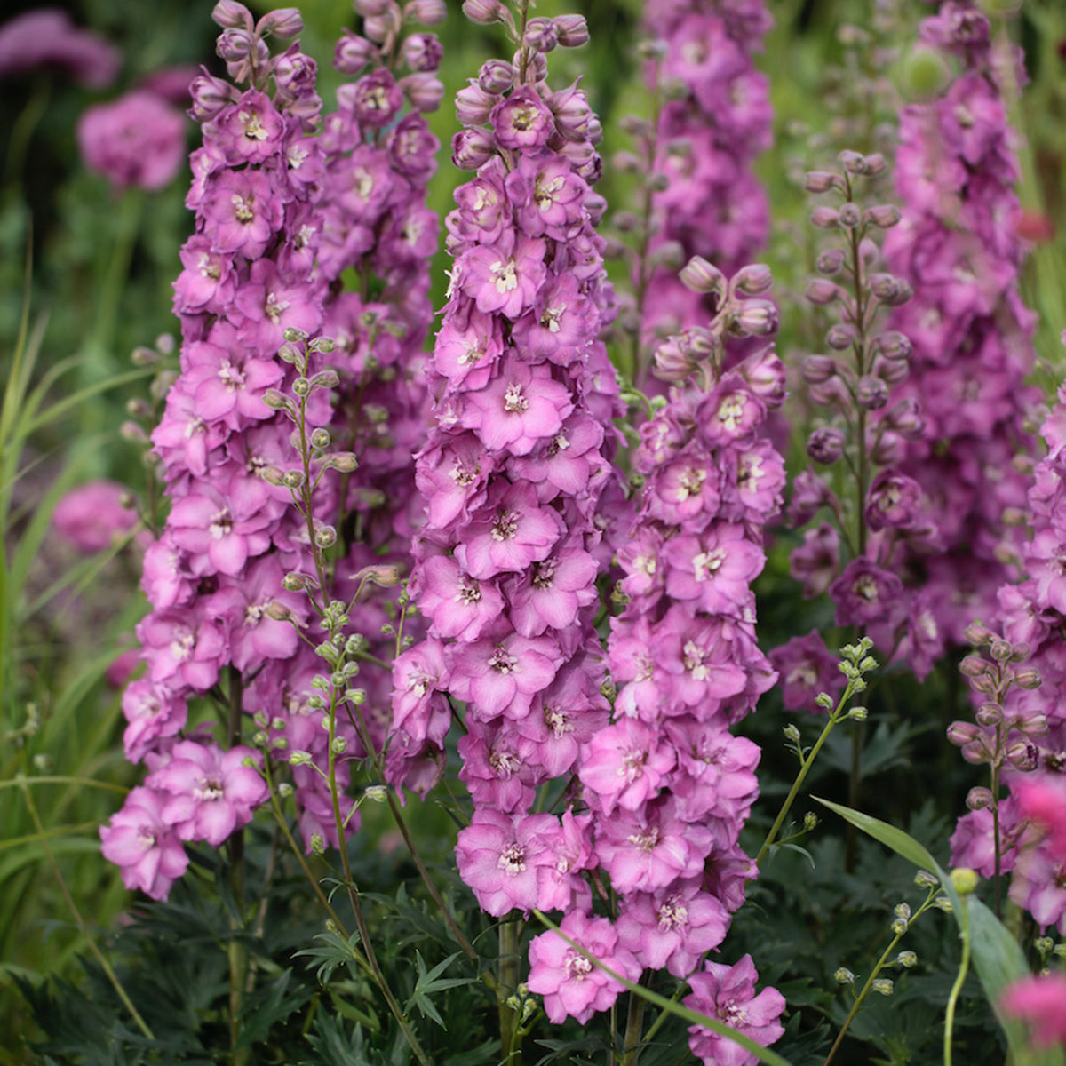 Delphinium, Delgenius™ Chantay