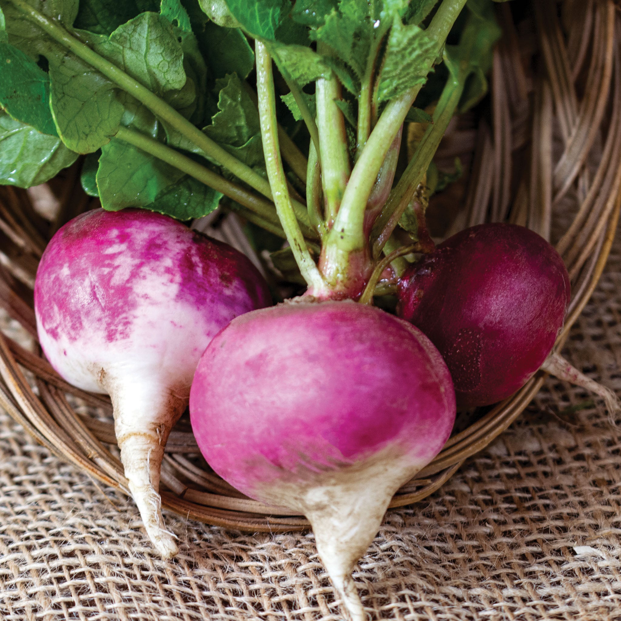 Radish, Sparkler