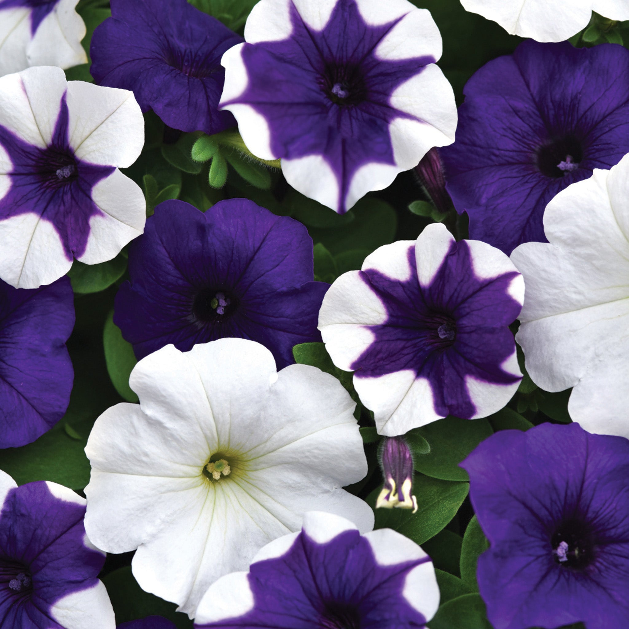 Petunia, E3 Easy Wave® Deja Vu Mix Hybrid