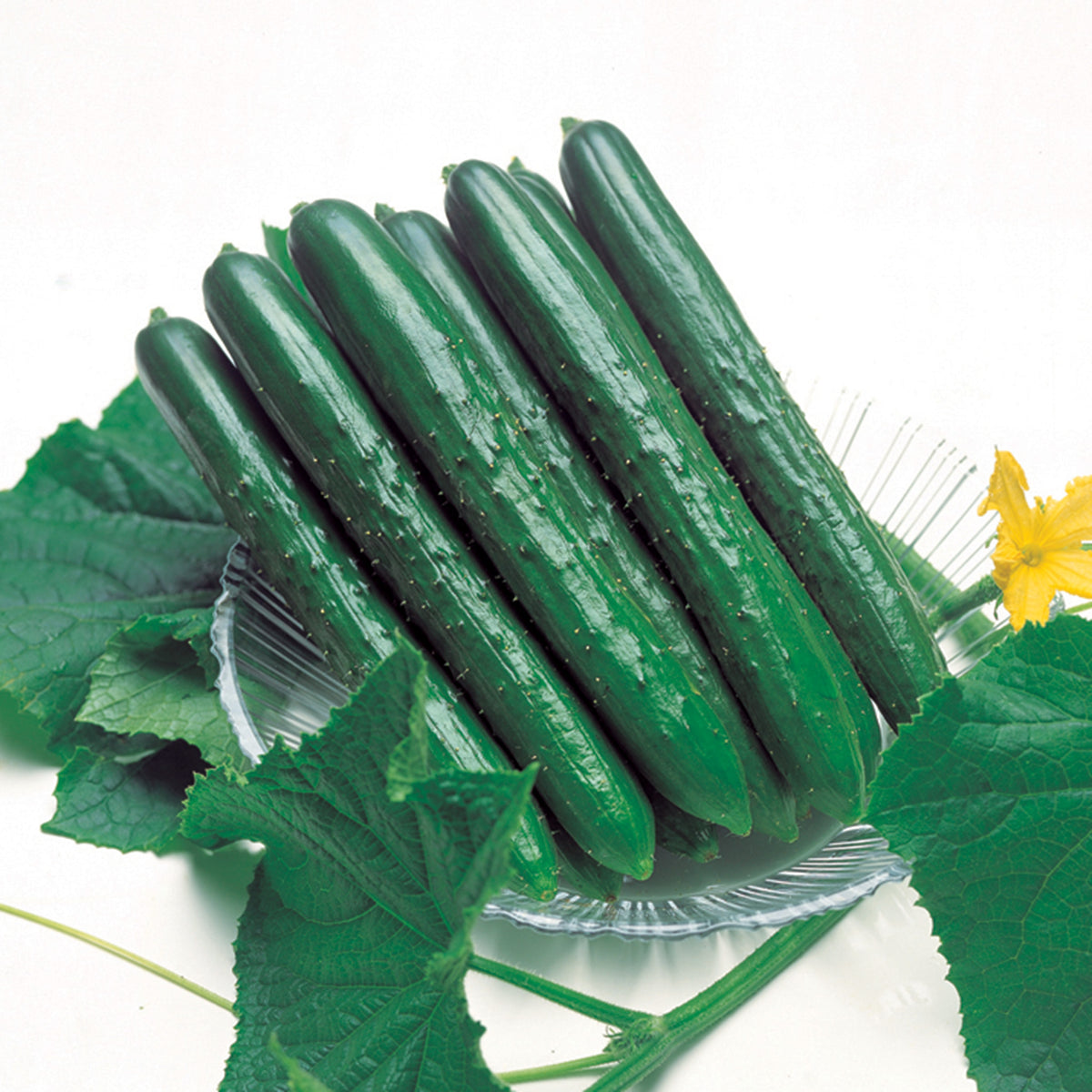 Cucumber, Summer Top Hybrid