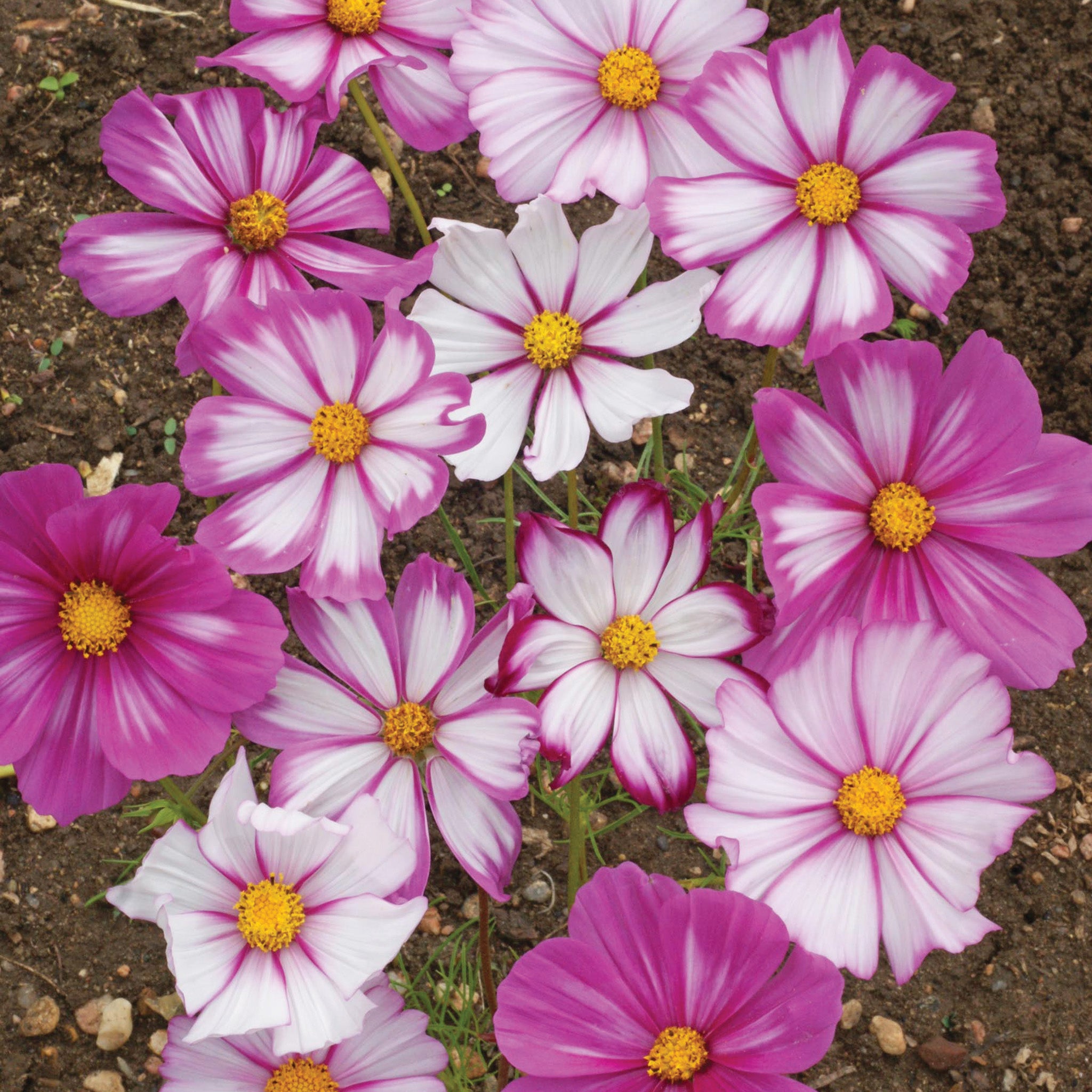 Cosmos, Candystripe
