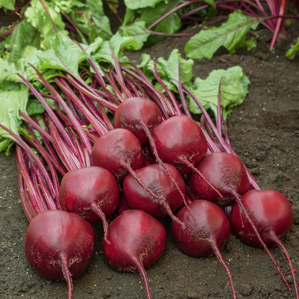 Beet, Bohan Hybrid