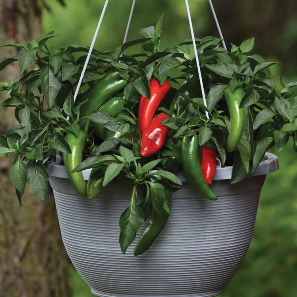 Pepper, Hot, Pot-A-Peno Hybrid