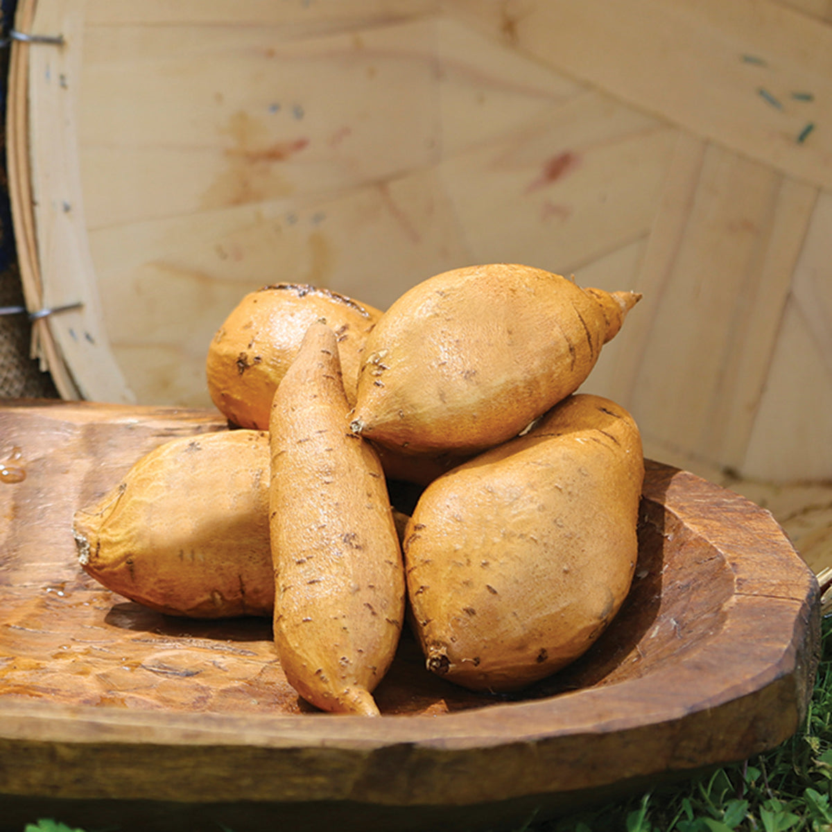 Sweet Potato, White Yam