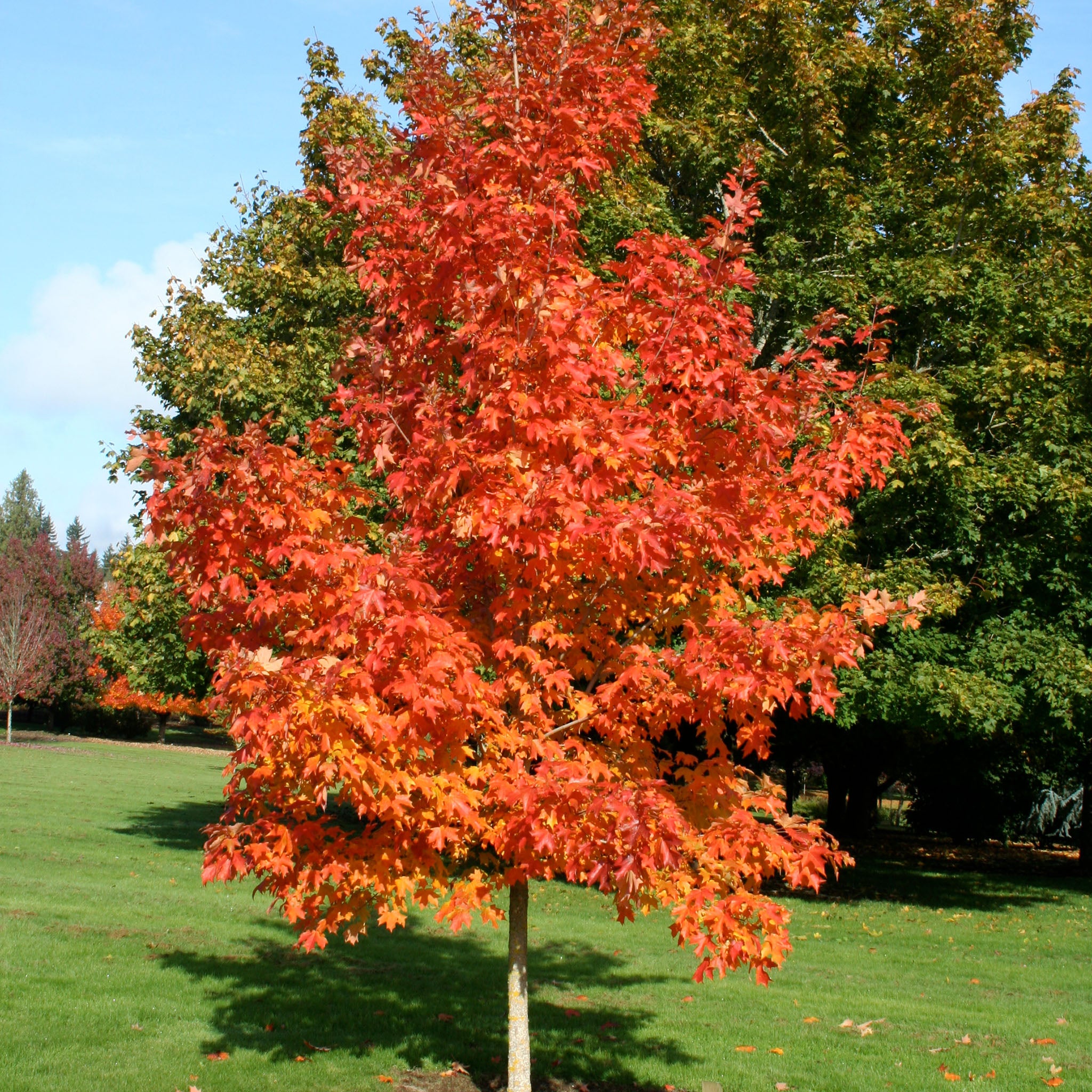 Maple, Sugar, Fall Fiesta®