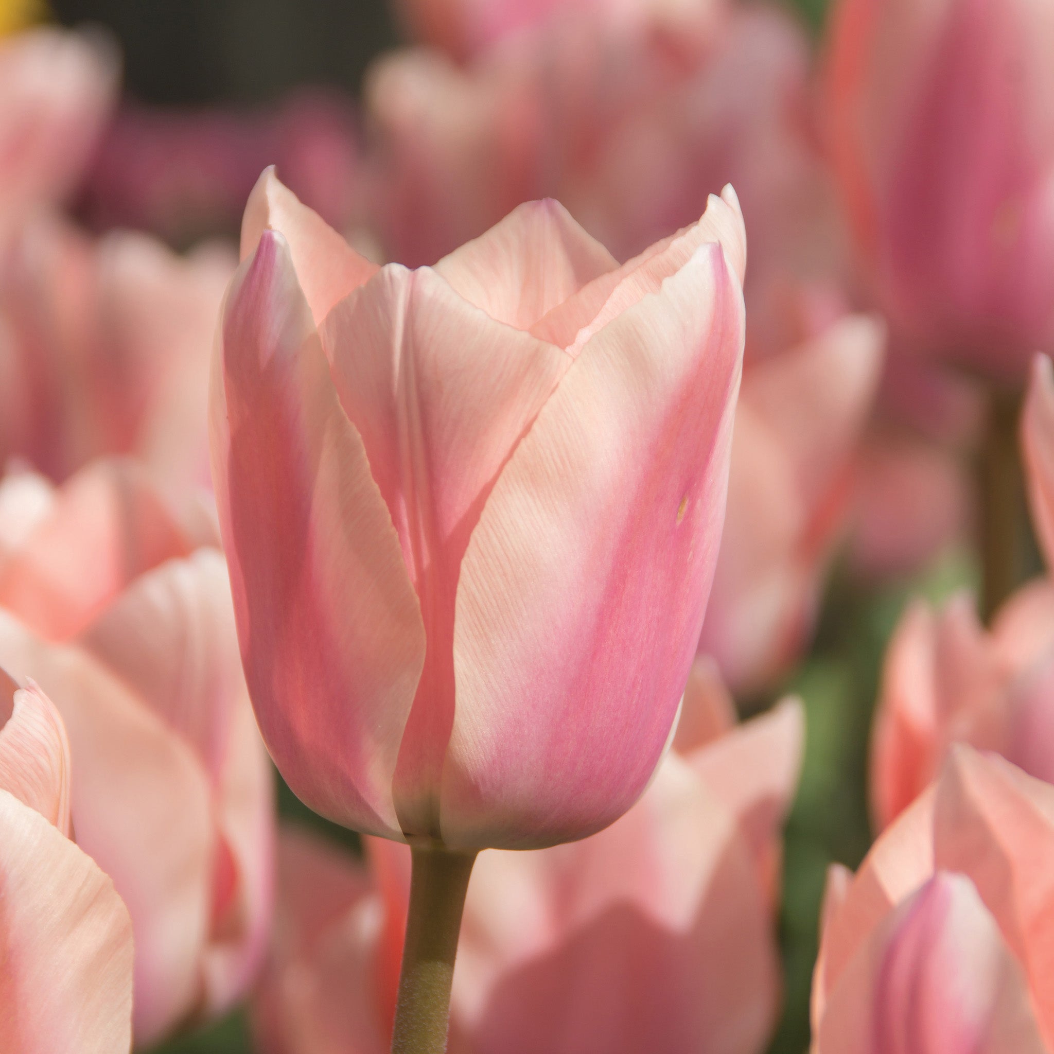 Tulip, Apricona, 10 Pack
