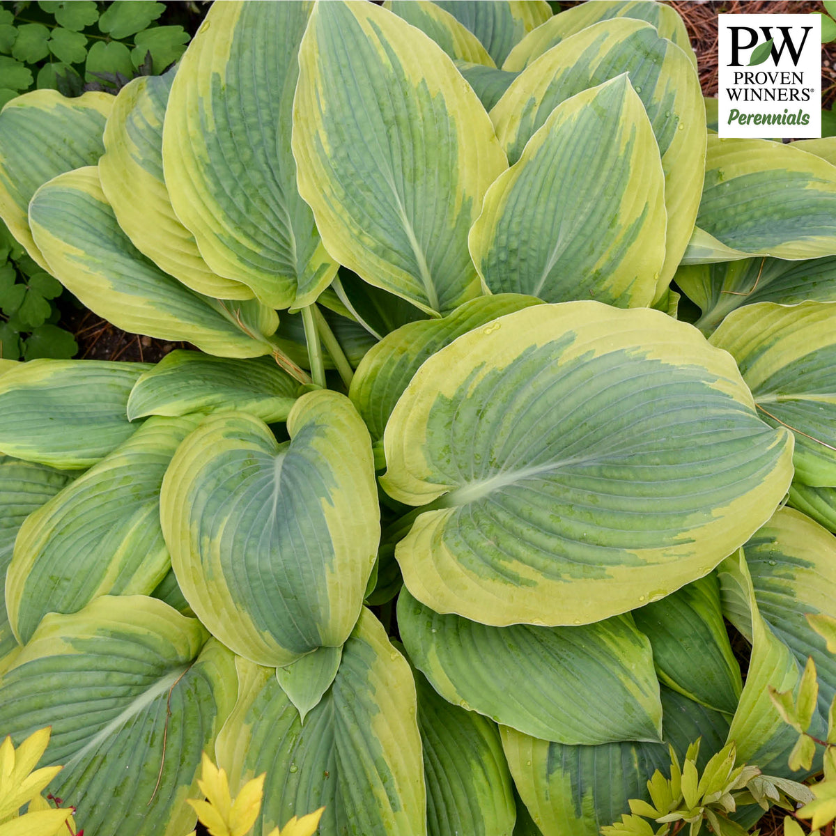 Hosta, Chance Encounter
