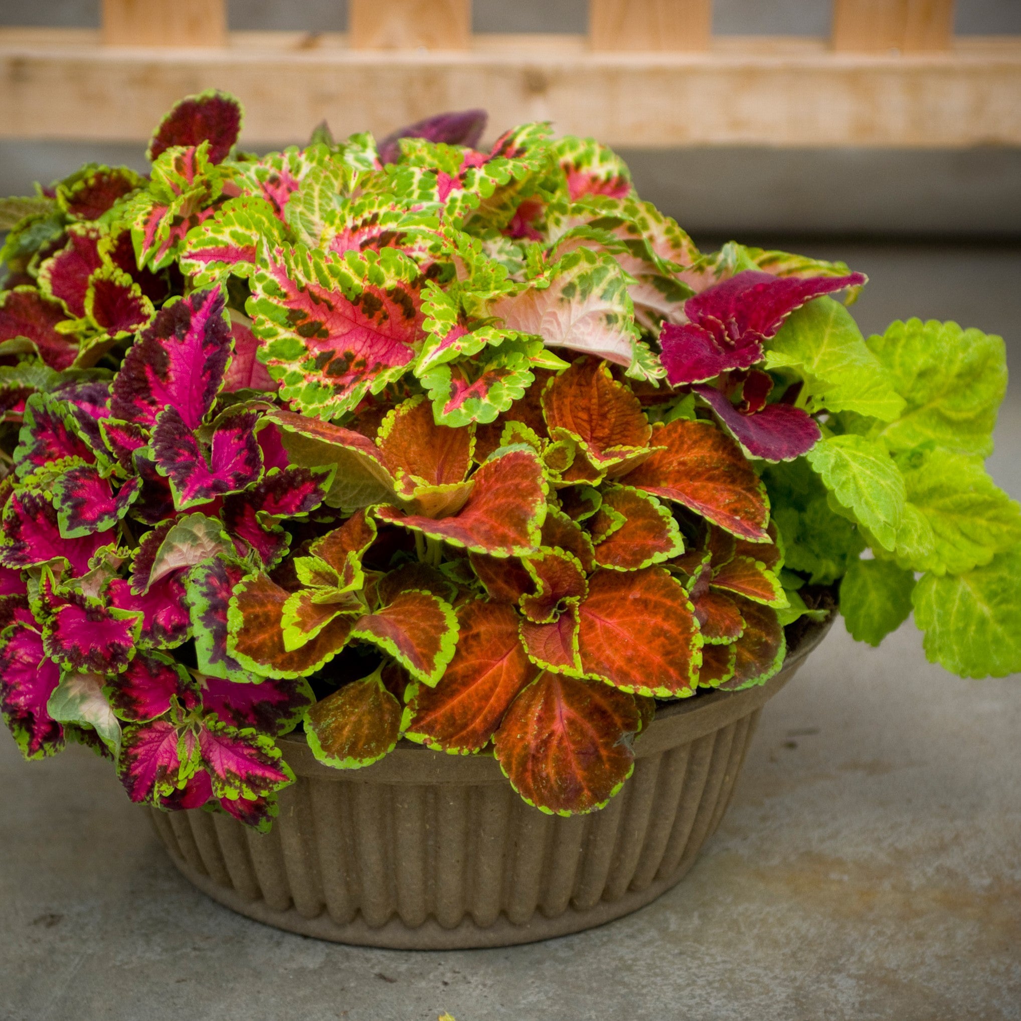 Coleus, Fairway Mix