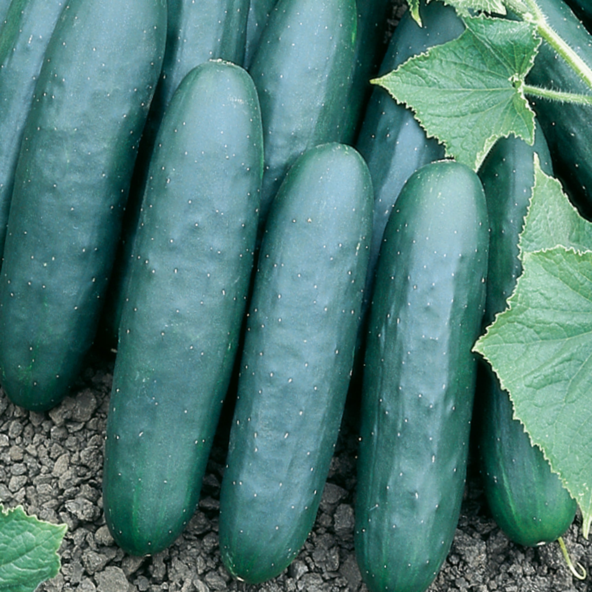 Cucumber, Marketmore 76