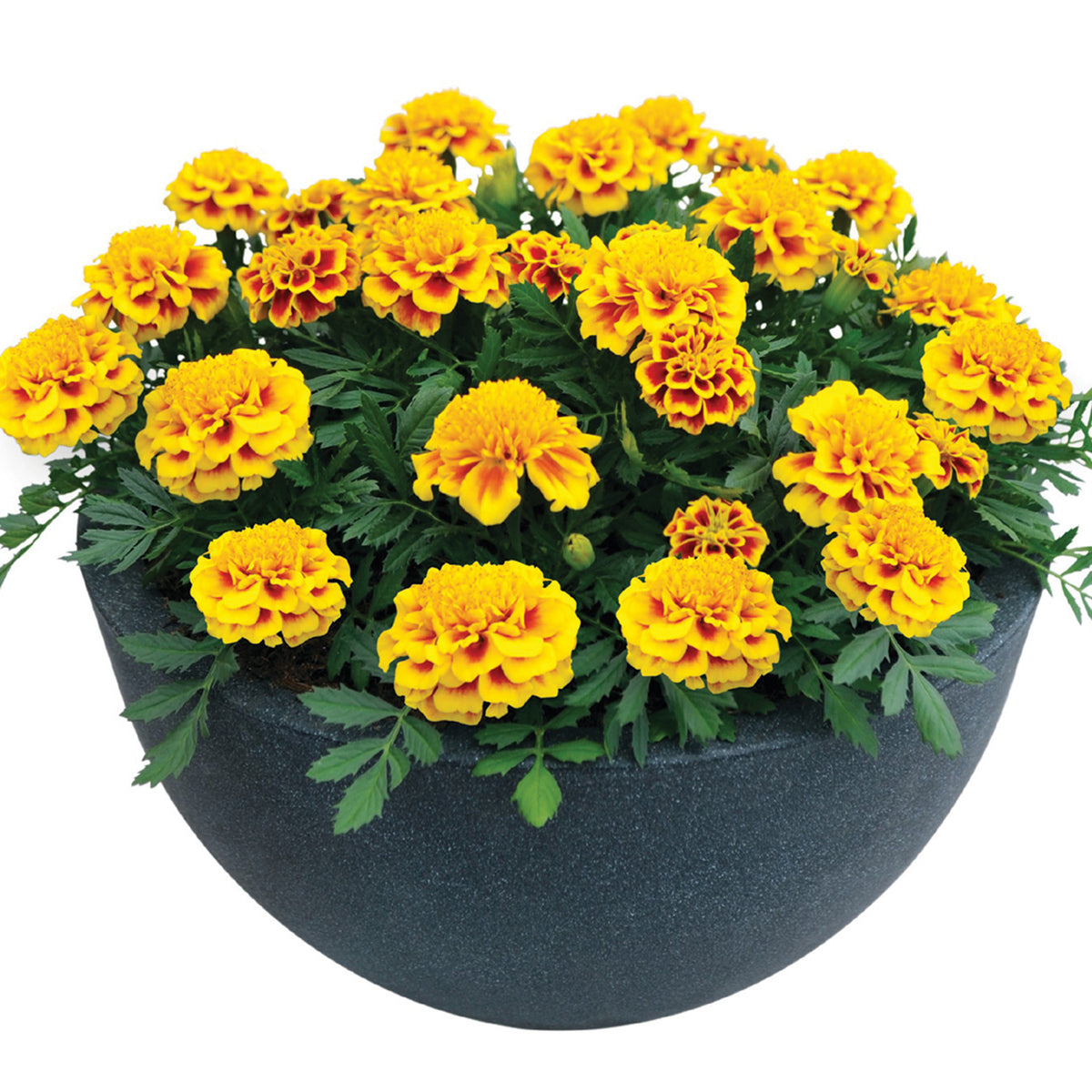 Marigold, Super Hero™ Yellow Bee