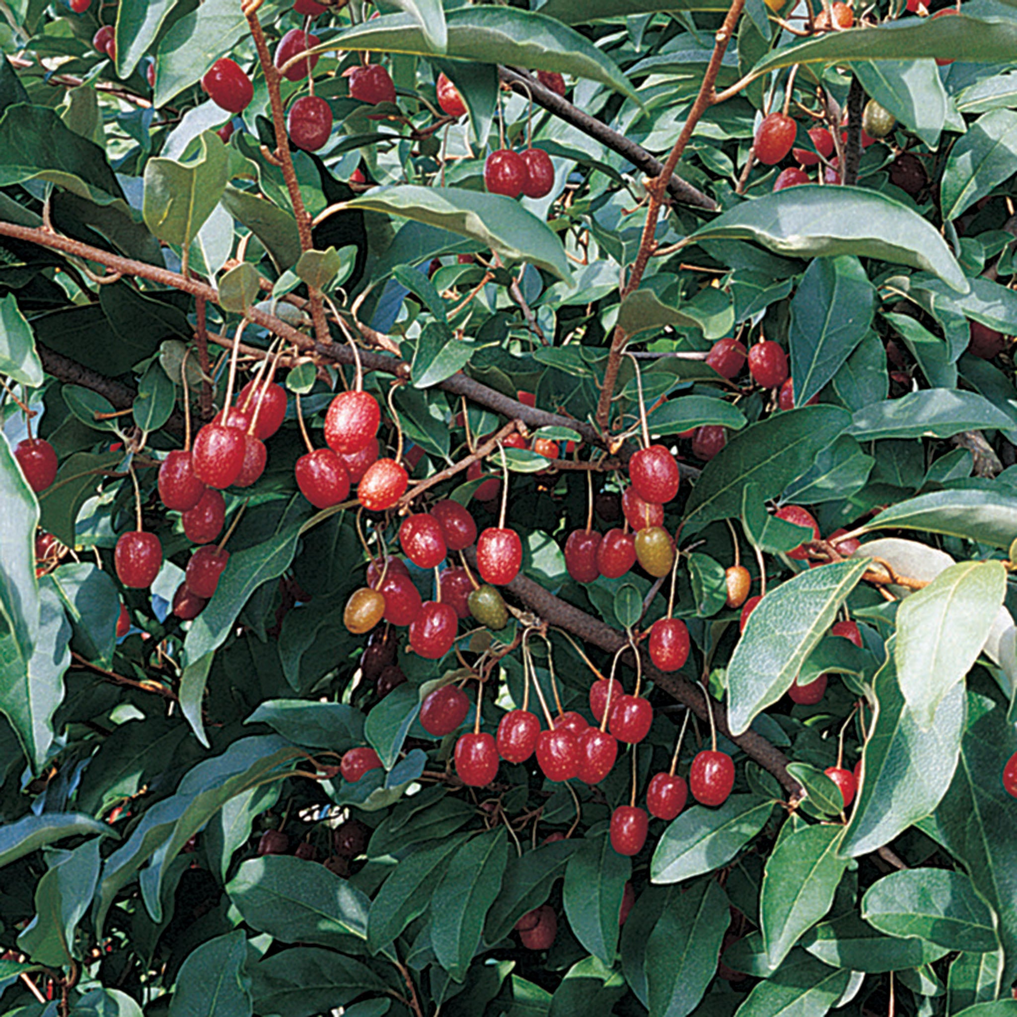 Goumi, Sweet Scarlet