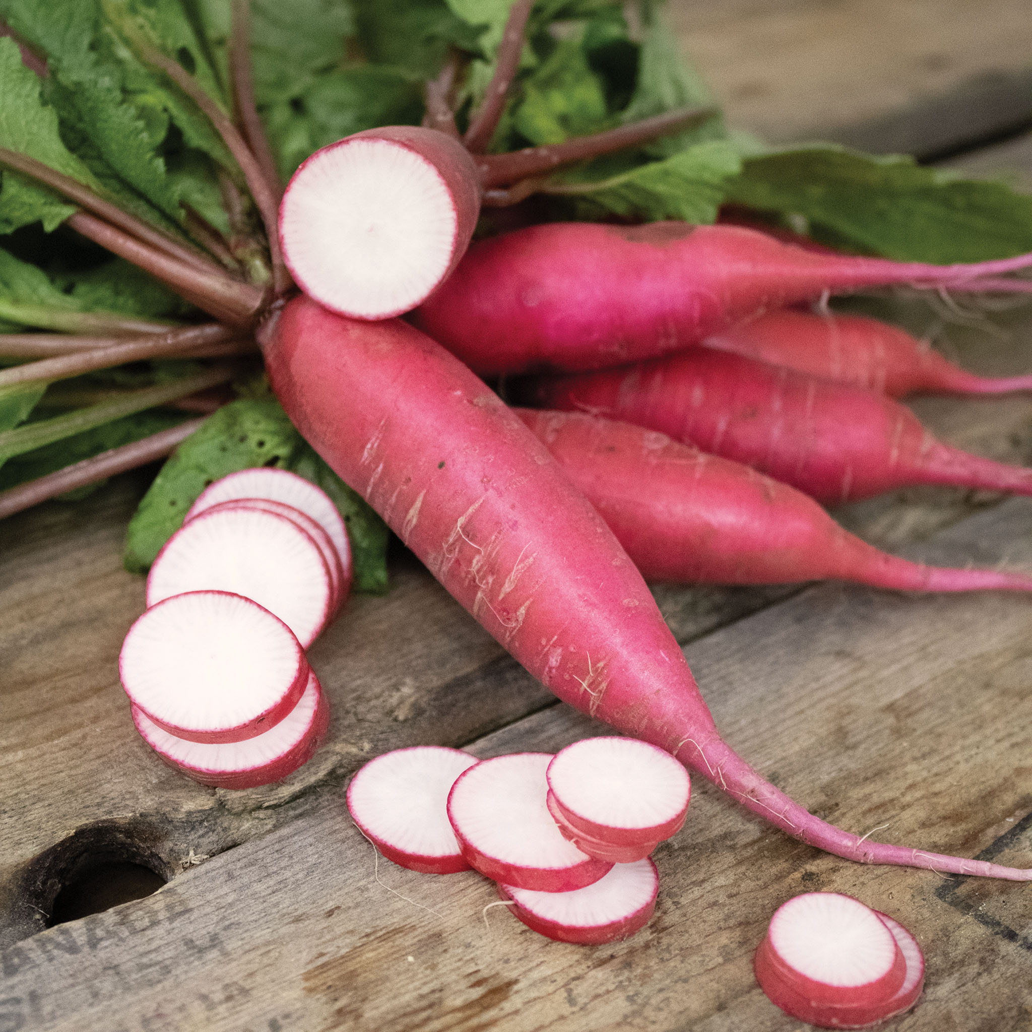 Radish, Dragon Hybrid