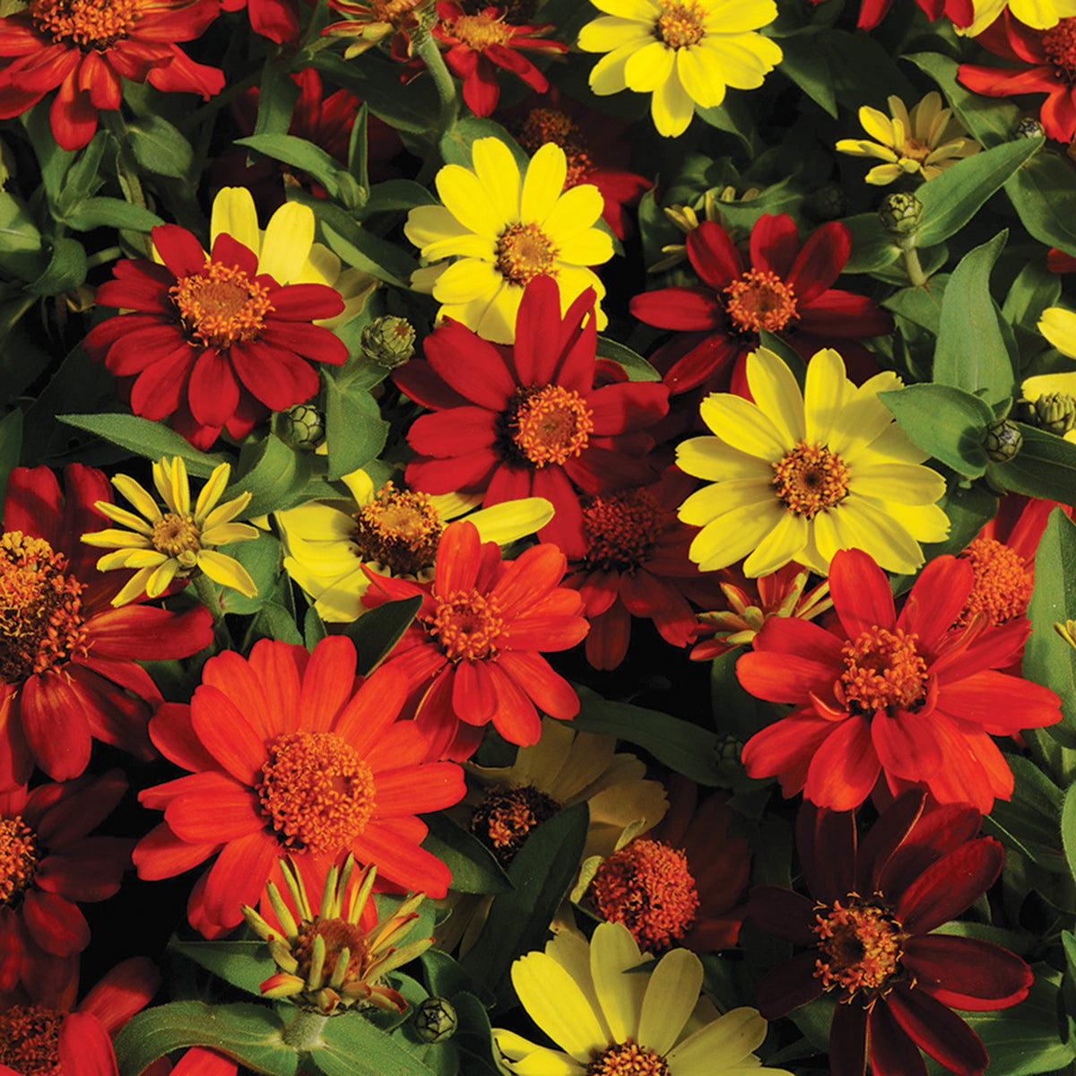 Zinnia, Zahara® Bonfire Mix