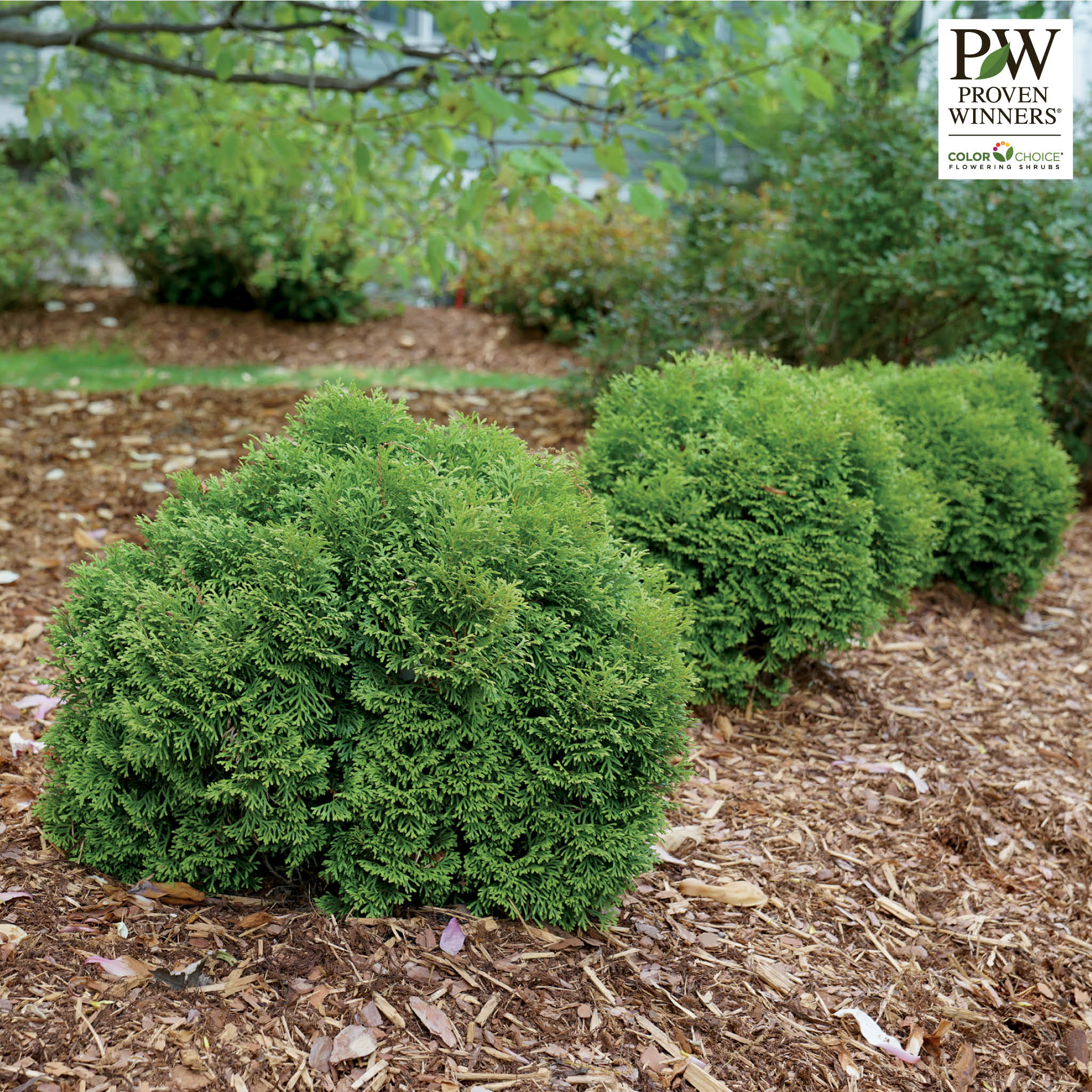 Arborvitae, Tater Tot®
