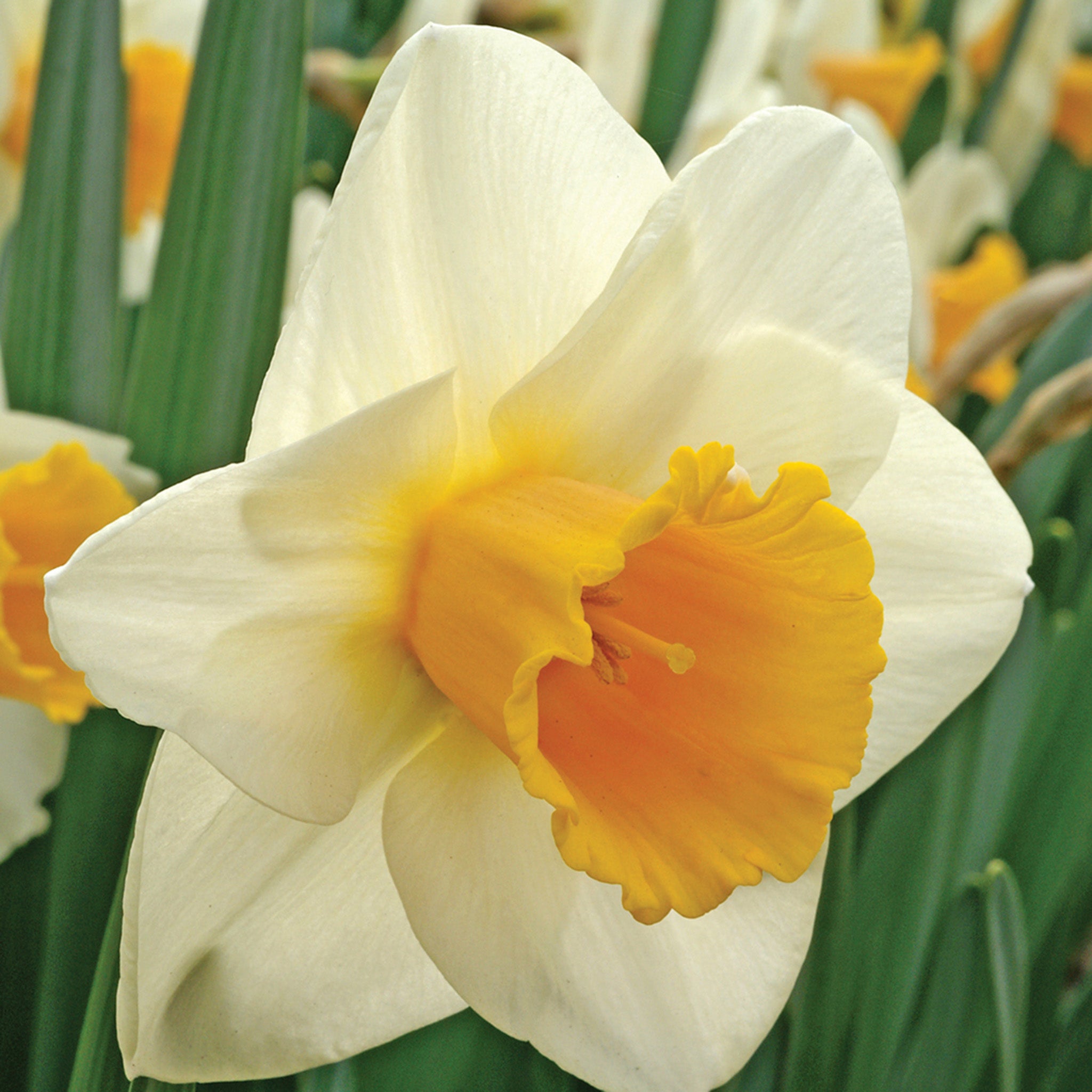 Daffodil, Salome, 10 Pack