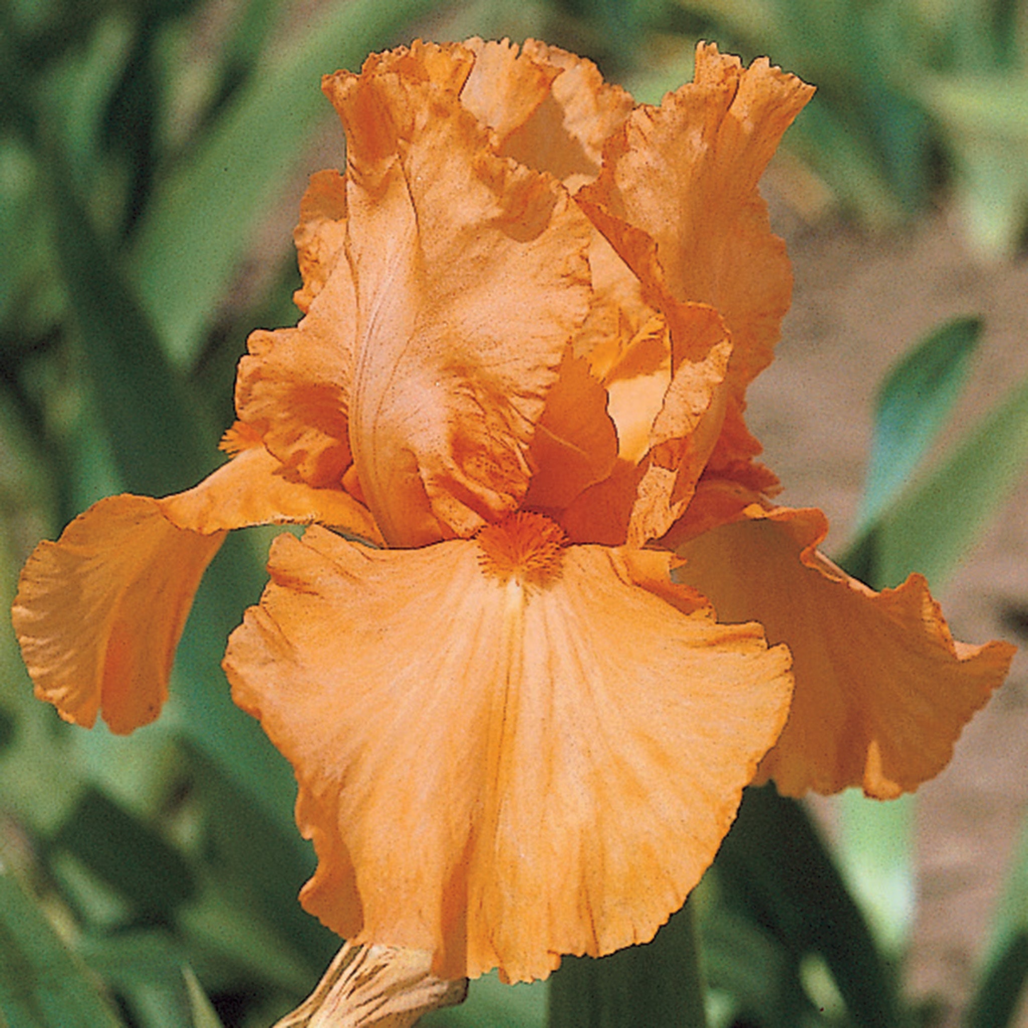Iris, Reblooming Bearded, Orange Harvest