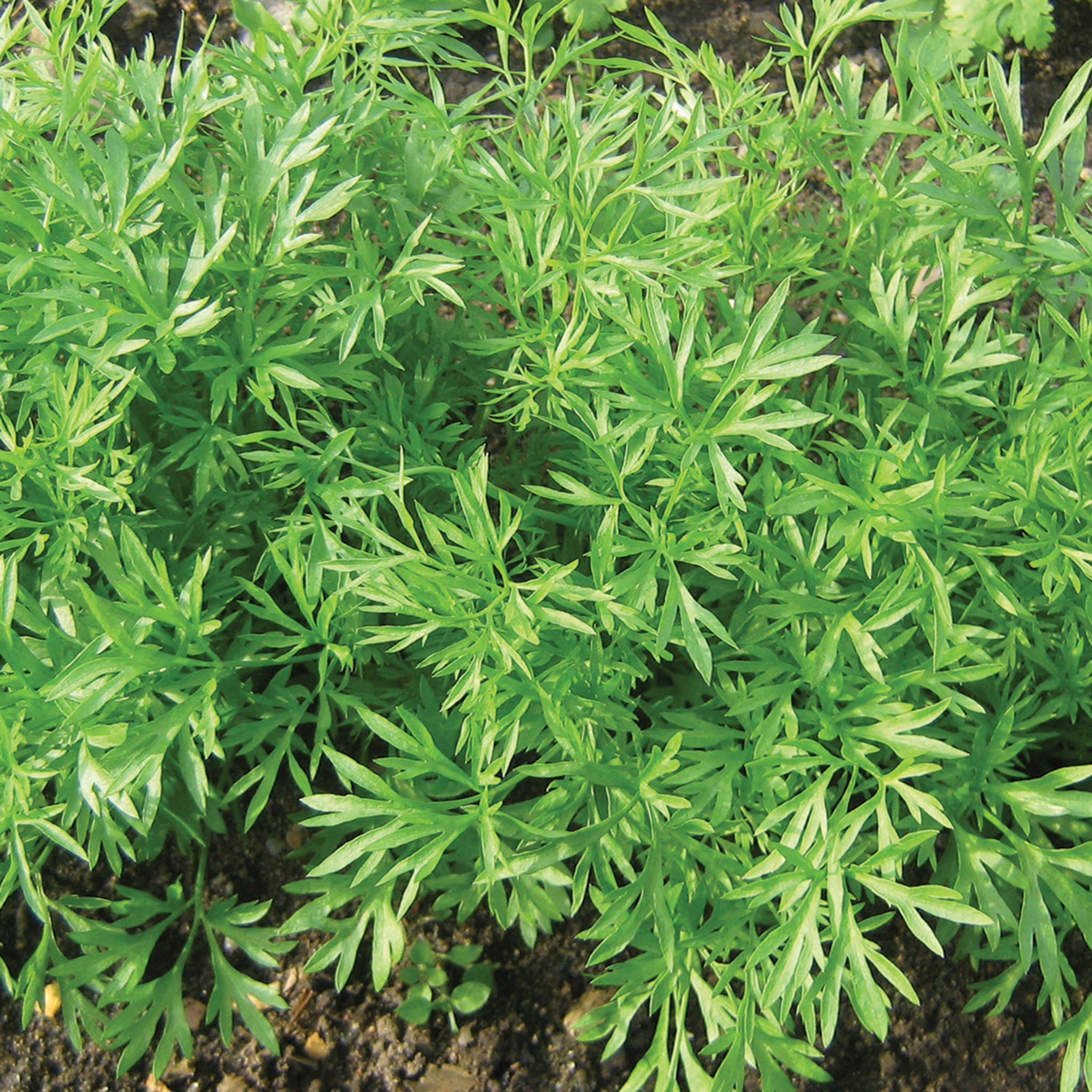 Cilantro, Confetti