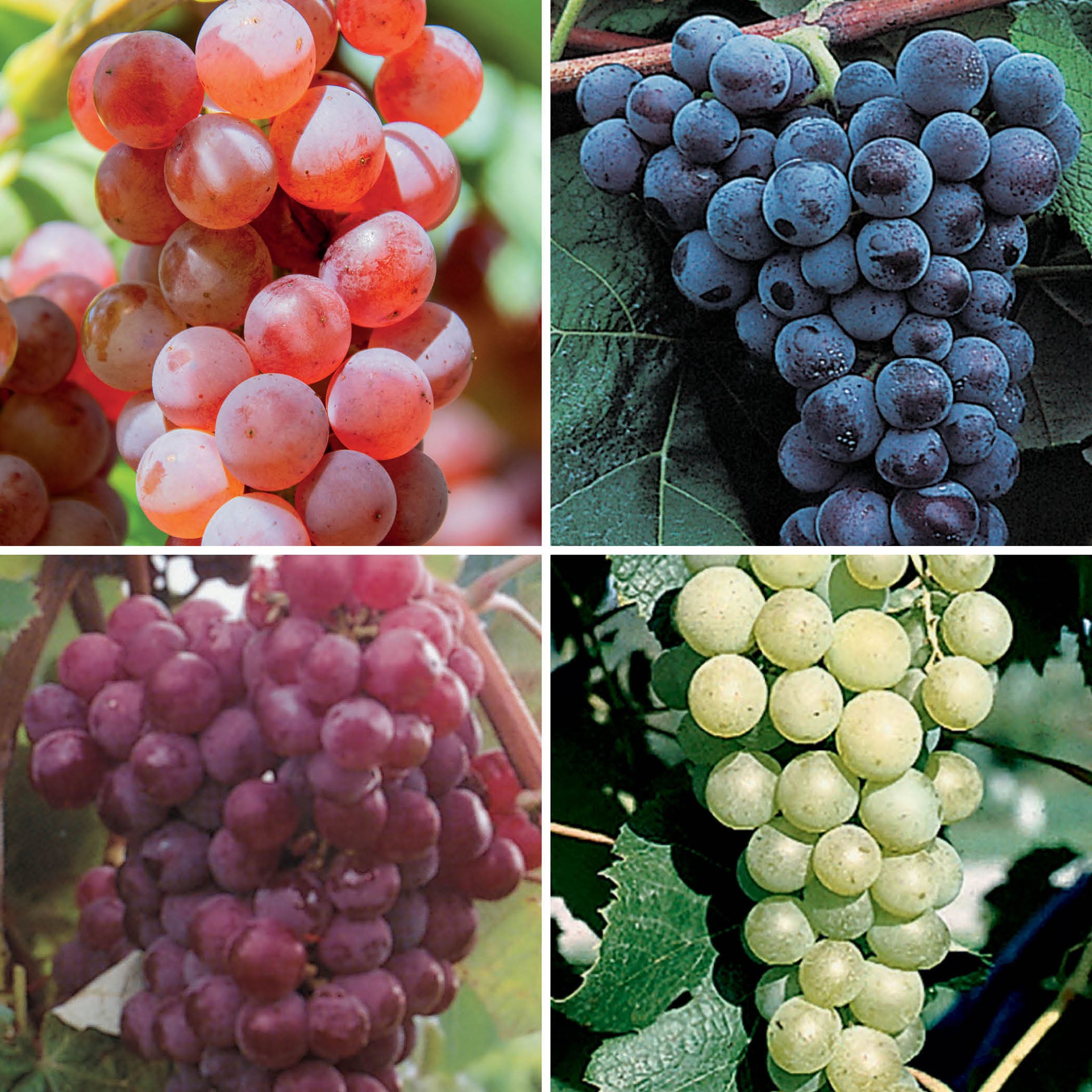 Grape – Jung Seed Company