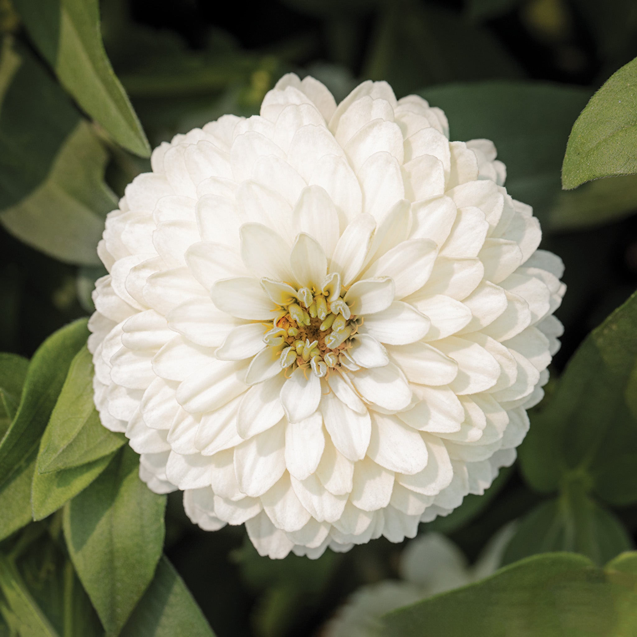 Zinnia, Zydeco™ White