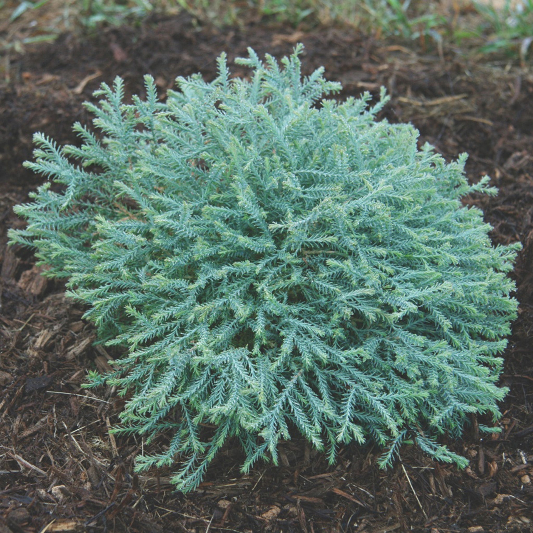 Arborvitae, Pancake™