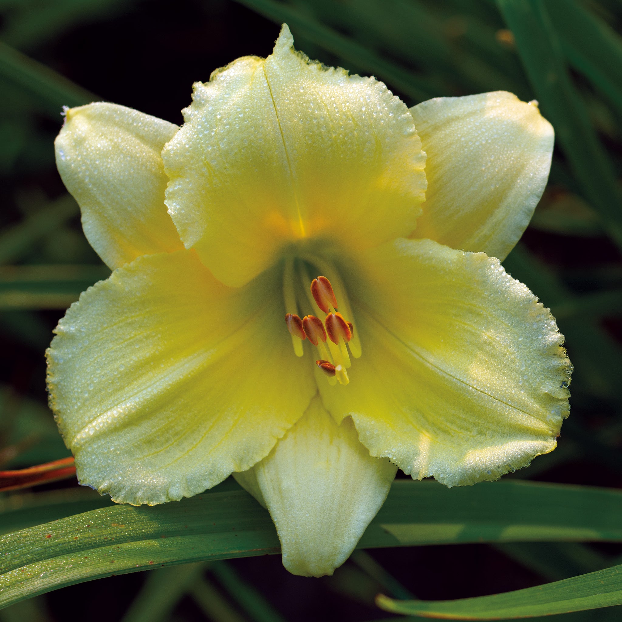 Daylily, Fragrant Reflections