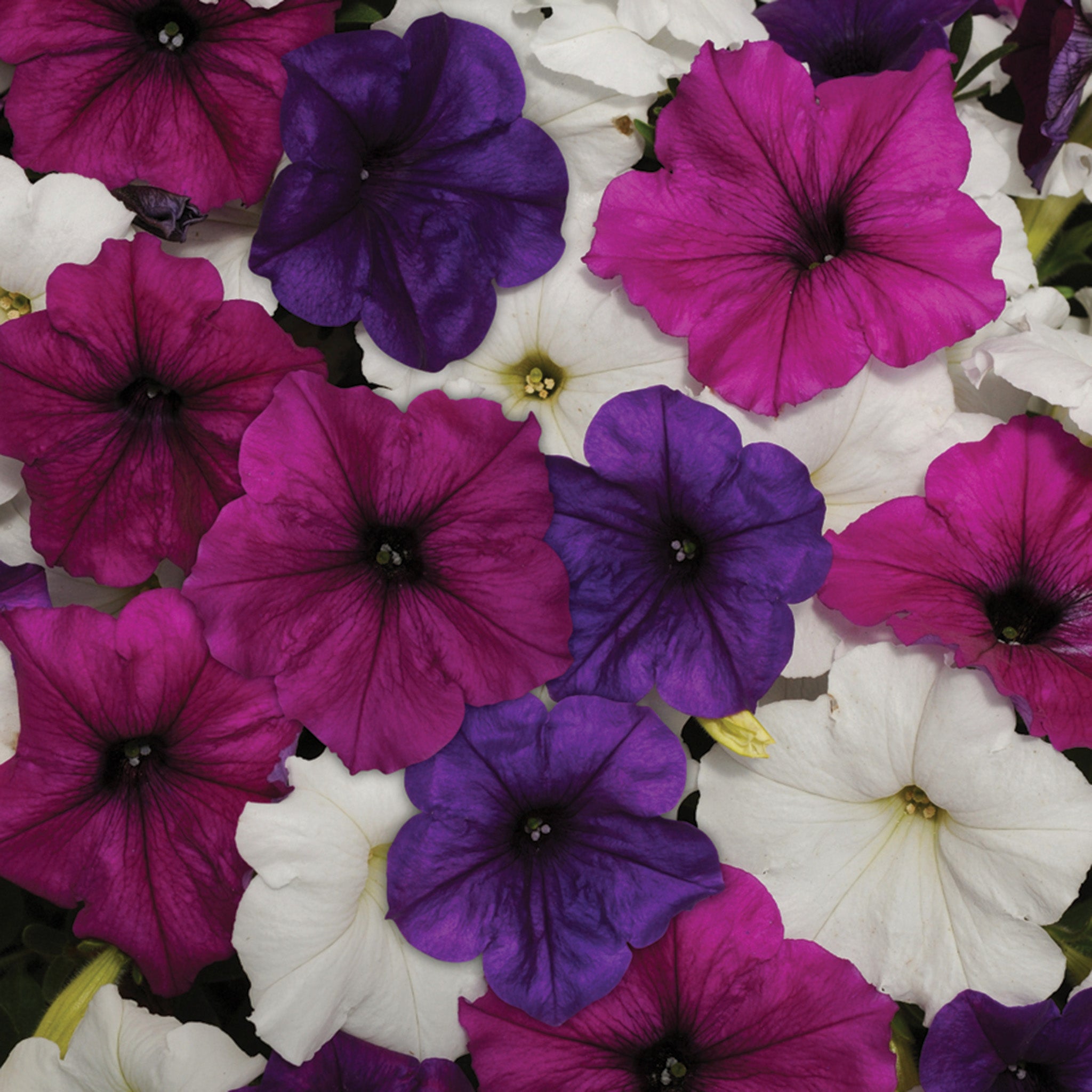 Petunia, Easy Wave® Great Lakes Mix Hybrid